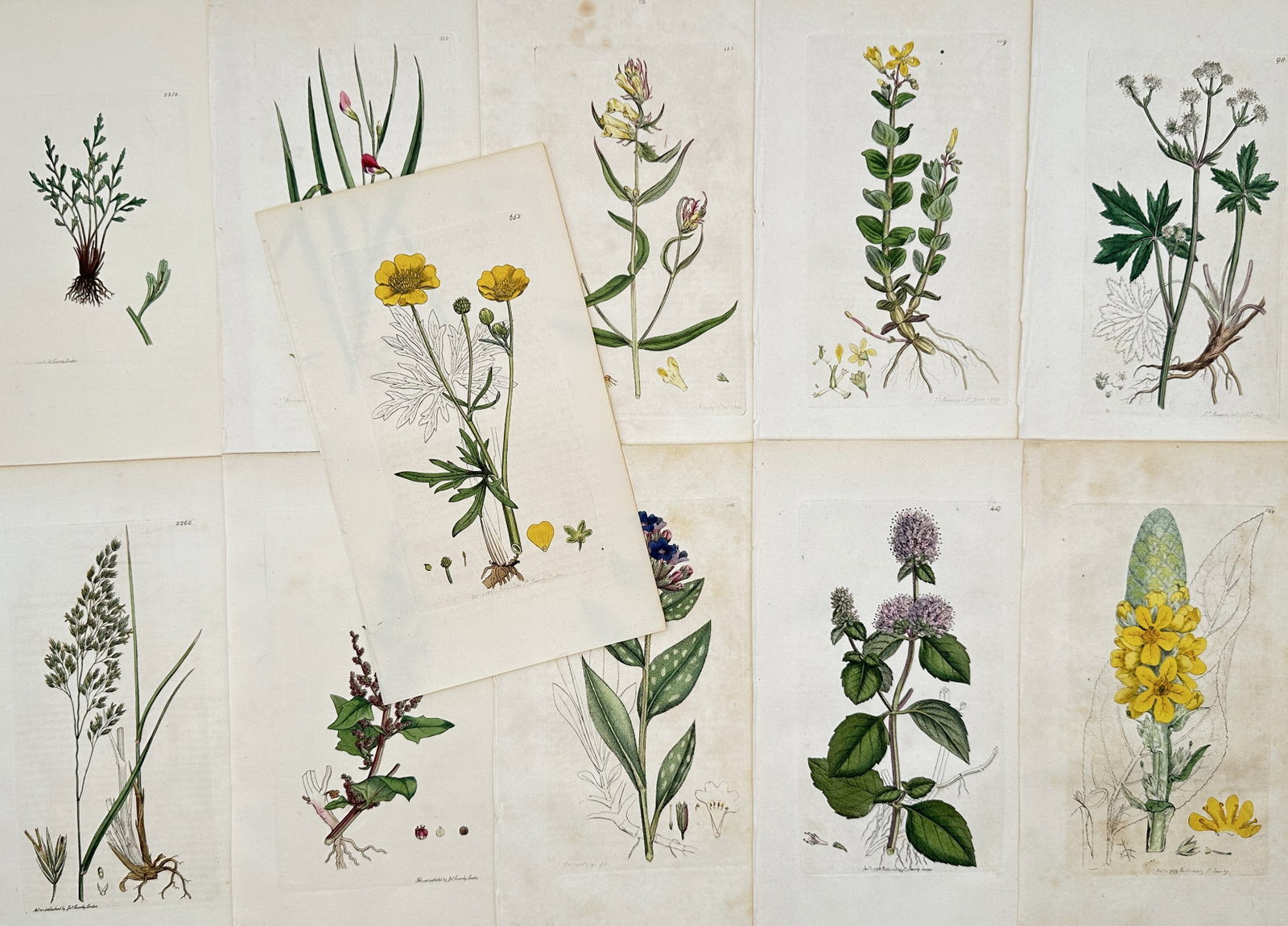 James Sowerby – Set of 11: Botanical Studies of British Wildflowers – Engravings (19th Century) (1 of 2)