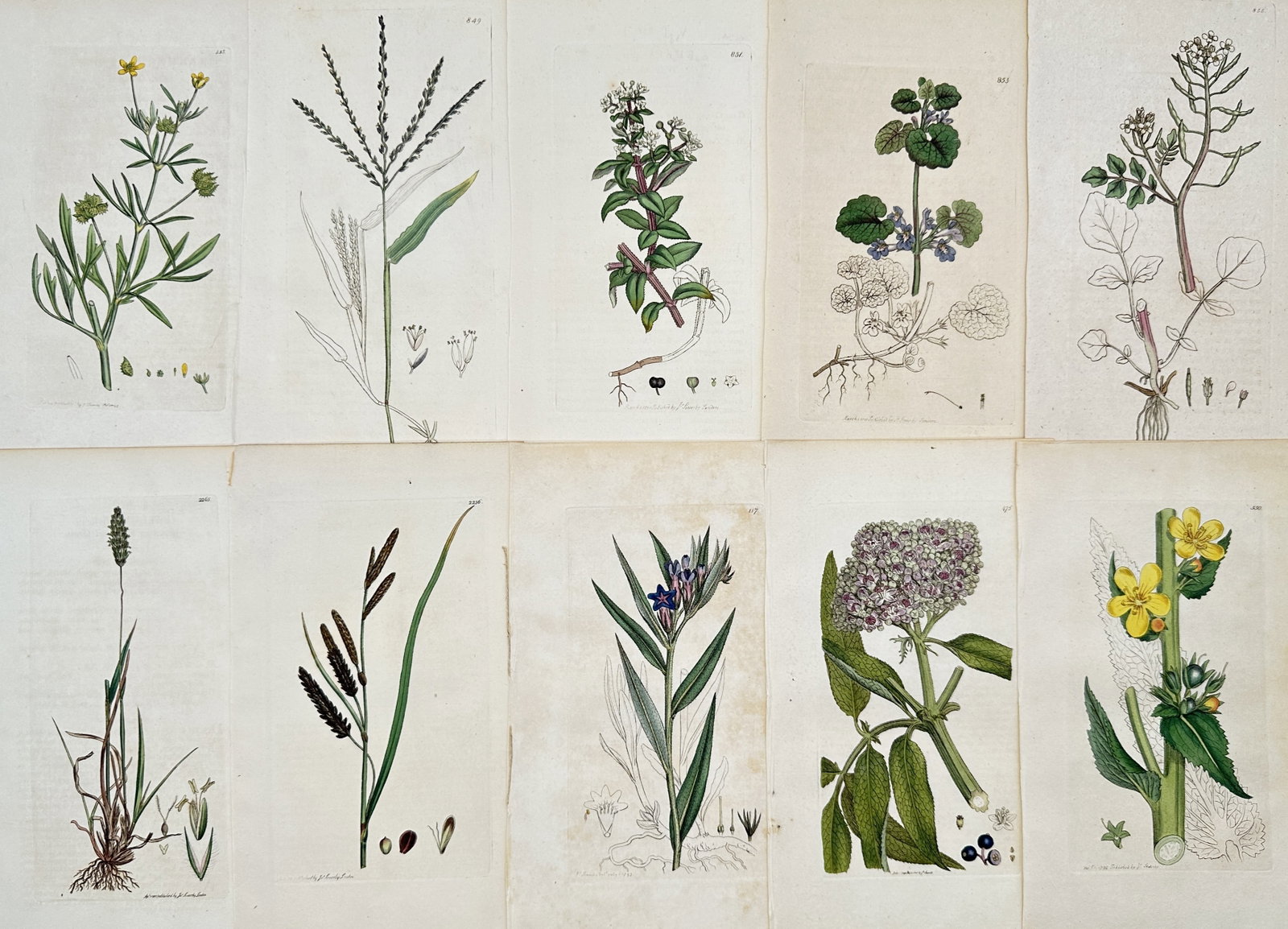 James Sowerby – Set of 10: Botanical Studies of English Herbs and Meadow Grasses – Engravings (1 of 2)