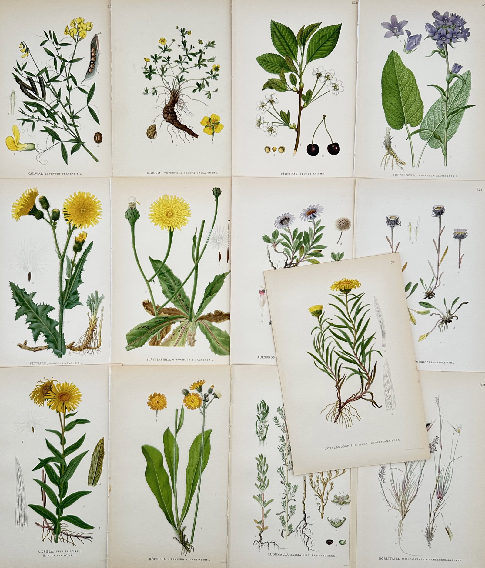 Carl Lindman – Set of 13: Botanical Studies of Northern Wildflowers and Flora – Lithographs (1 of 2)