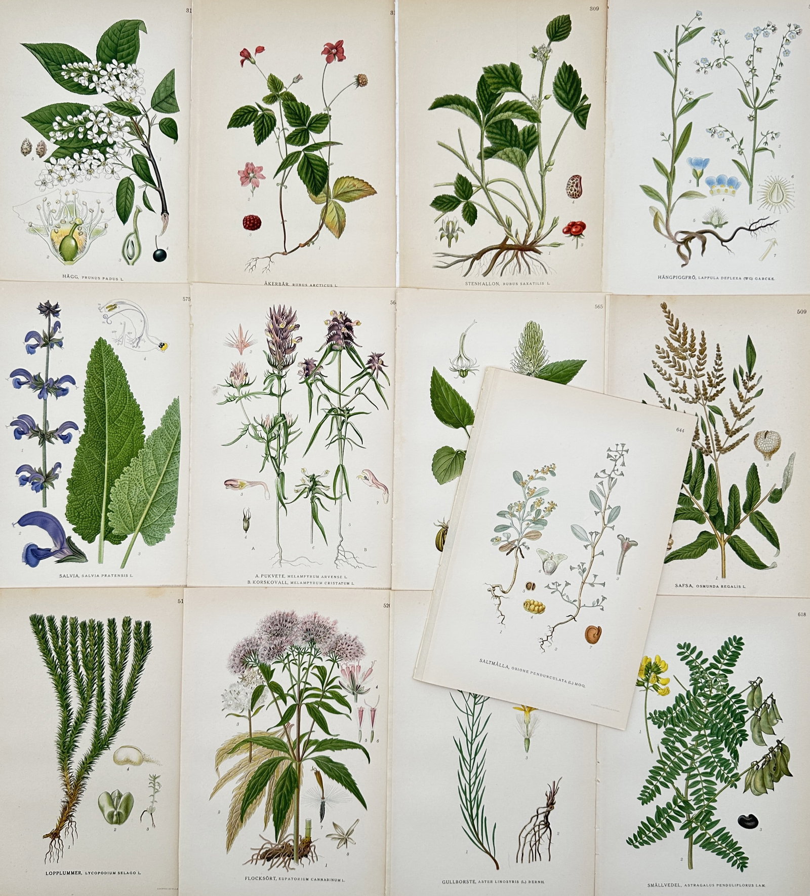 Carl Lindman – Set of 13: Botanical Studies of Scandinavian Plants and Berries – Lithographs (1 of 2)
