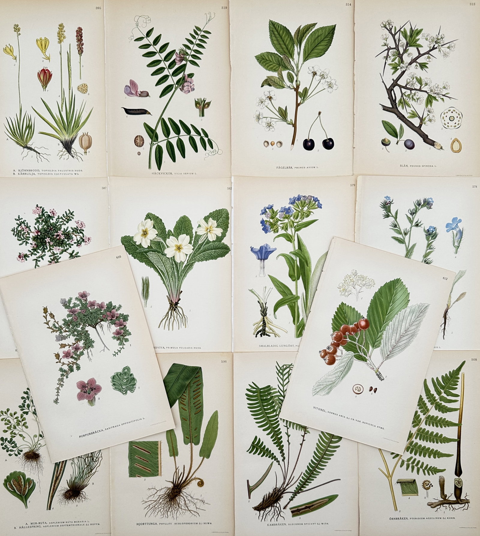 Carl Lindman – Set of 14: Botanical Studies of Nordic Flora, Berries, and Ferns – Lithographs (1 of 2)