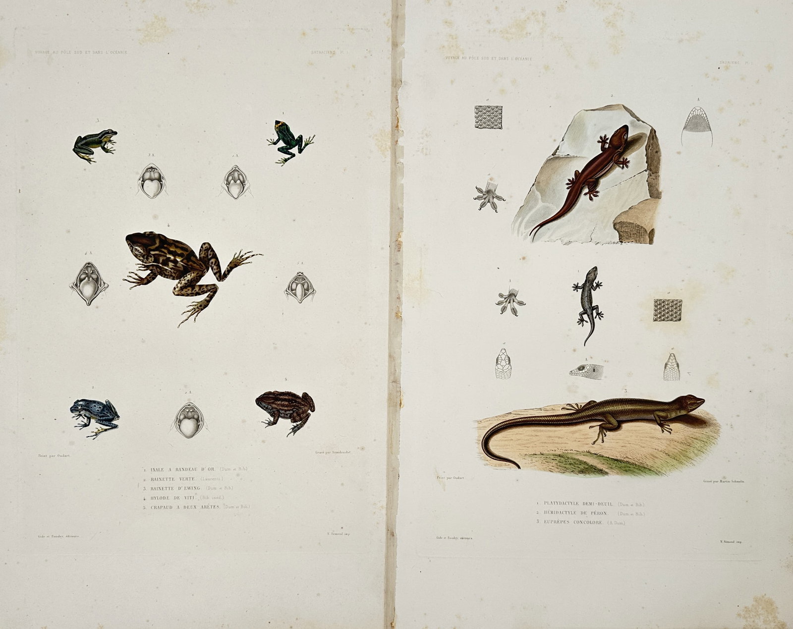 Casimir Gide – Set of 2: Herpetological Studies of Reptiles and Amphibians – Engravings (1 of 2)