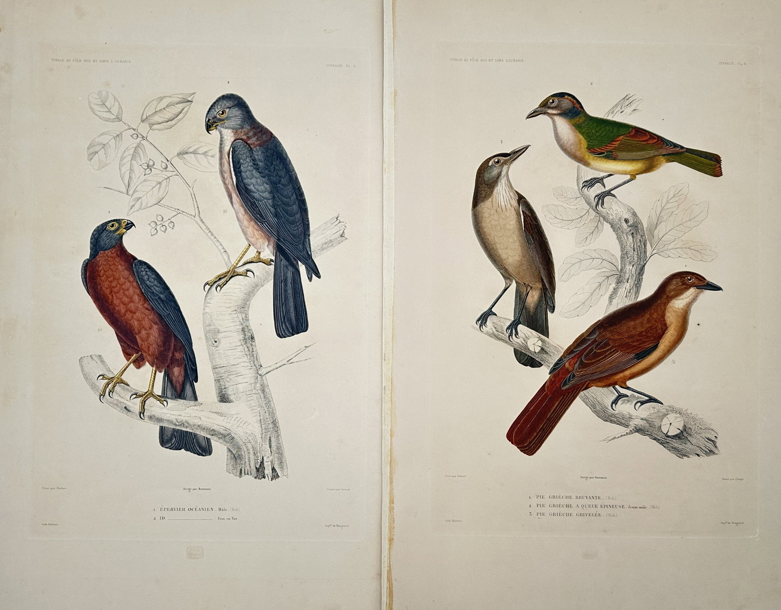 Casimir Gide – Set of 2: Ornithological Studies of Birds of Prey and Songbirds – Engravings: "Ornithological Studies of Birds of Prey and Songbirds" This set of two prints features detailed natural history illustrations depicting an assortment of birds including oceanian hawks perching on a b