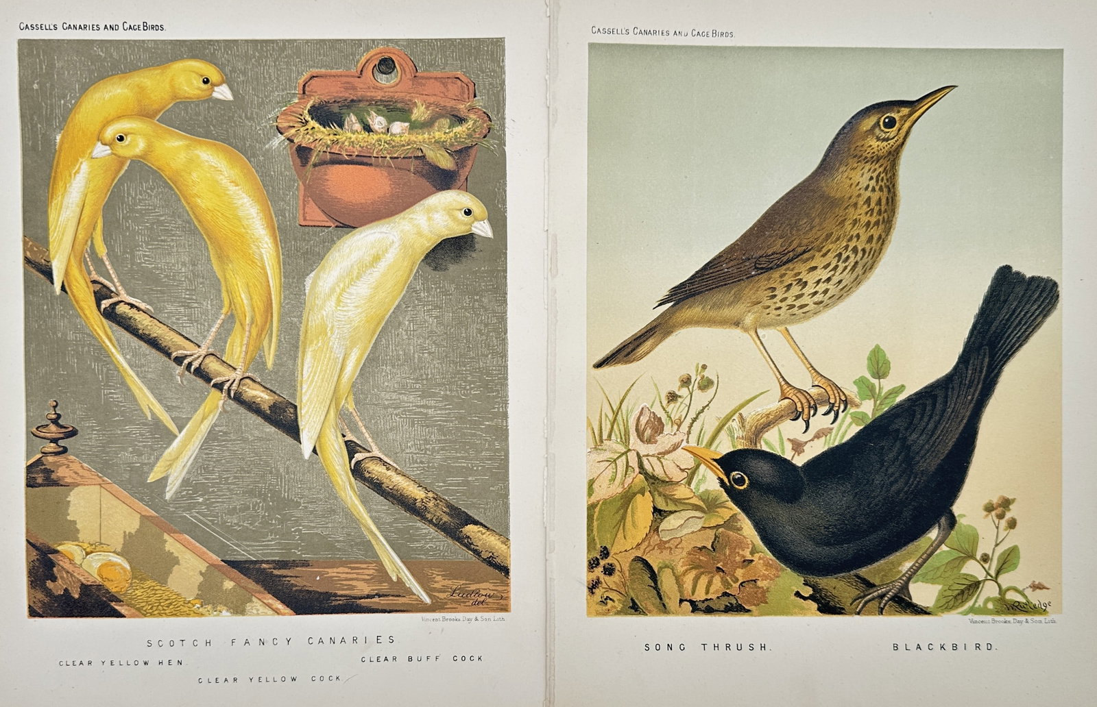 Joseph Williamson Ludlow – Set of 2: Studies of Canaries and Avian Cage Birds – (1 of 2)