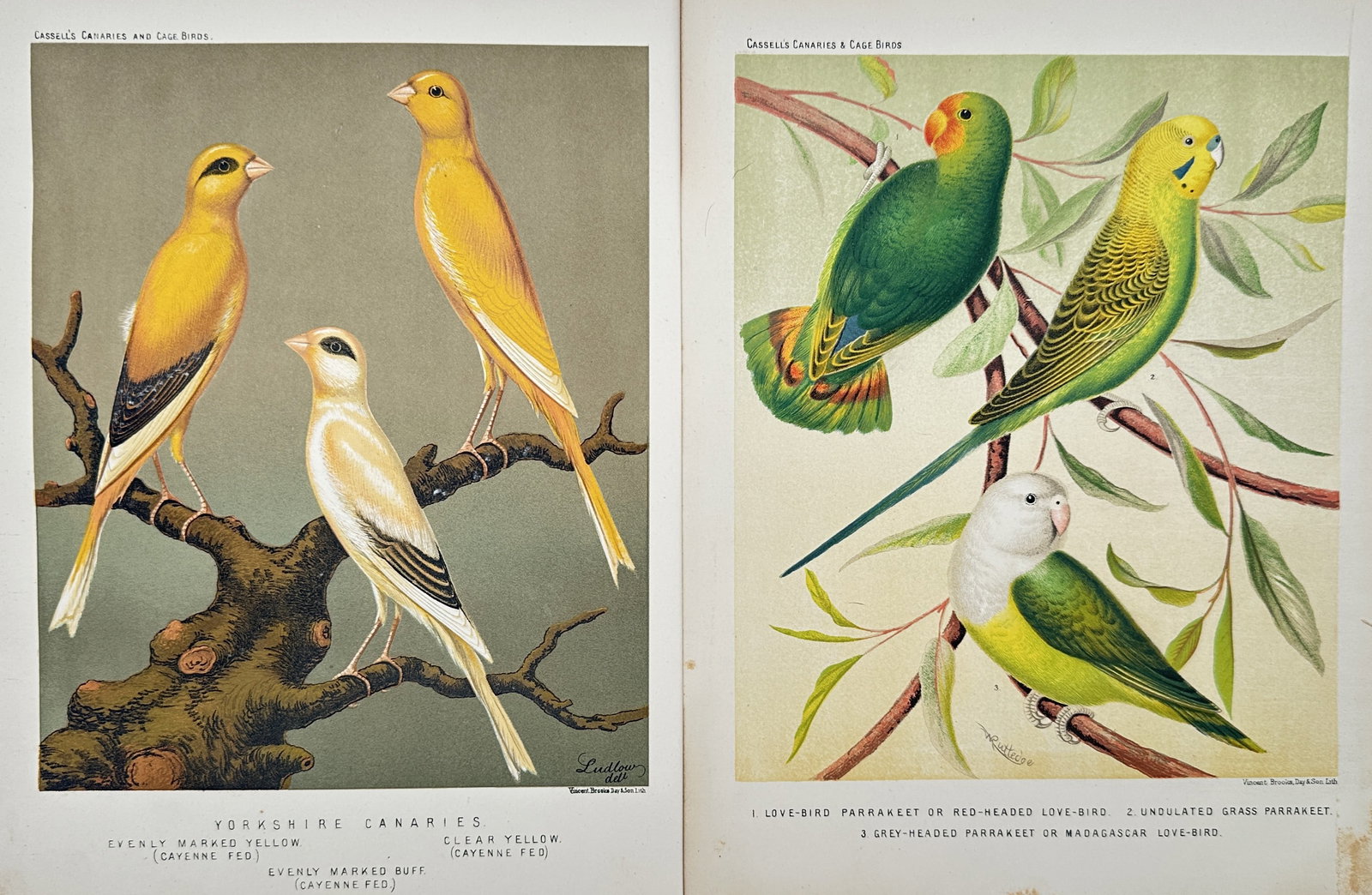 Joseph Williamson Ludlow – Set of 2: Studies of Canaries, Parrakeets, and Cage Birds (1 of 2)