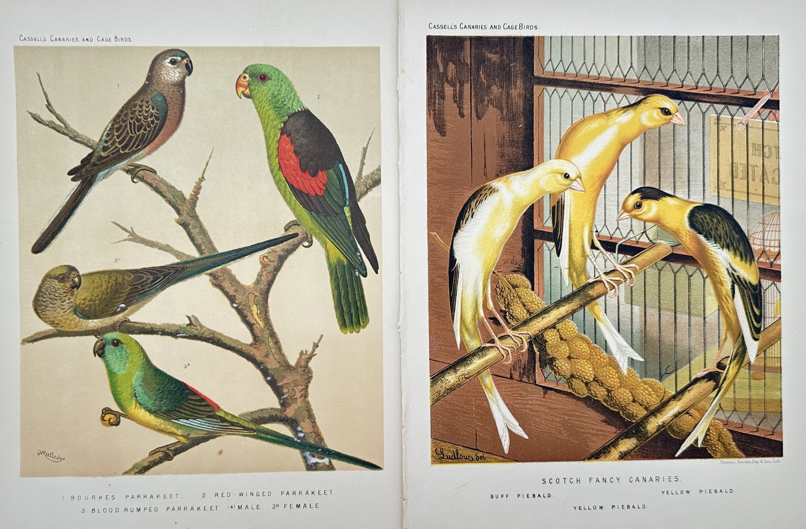 Joseph Williamson Ludlow – Set of 2: Studies of Parrakeets and Scotch Fancy Canaries (1 of 2)