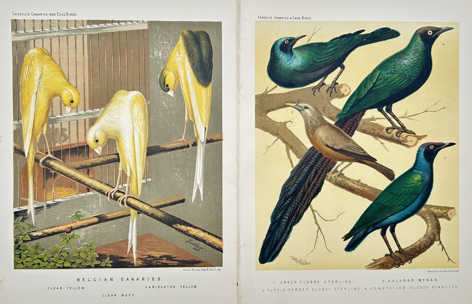 Joseph Williamson Ludlow – Set of 2: Studies of Belgian Canaries and Glossy Starlings (1 of 2)