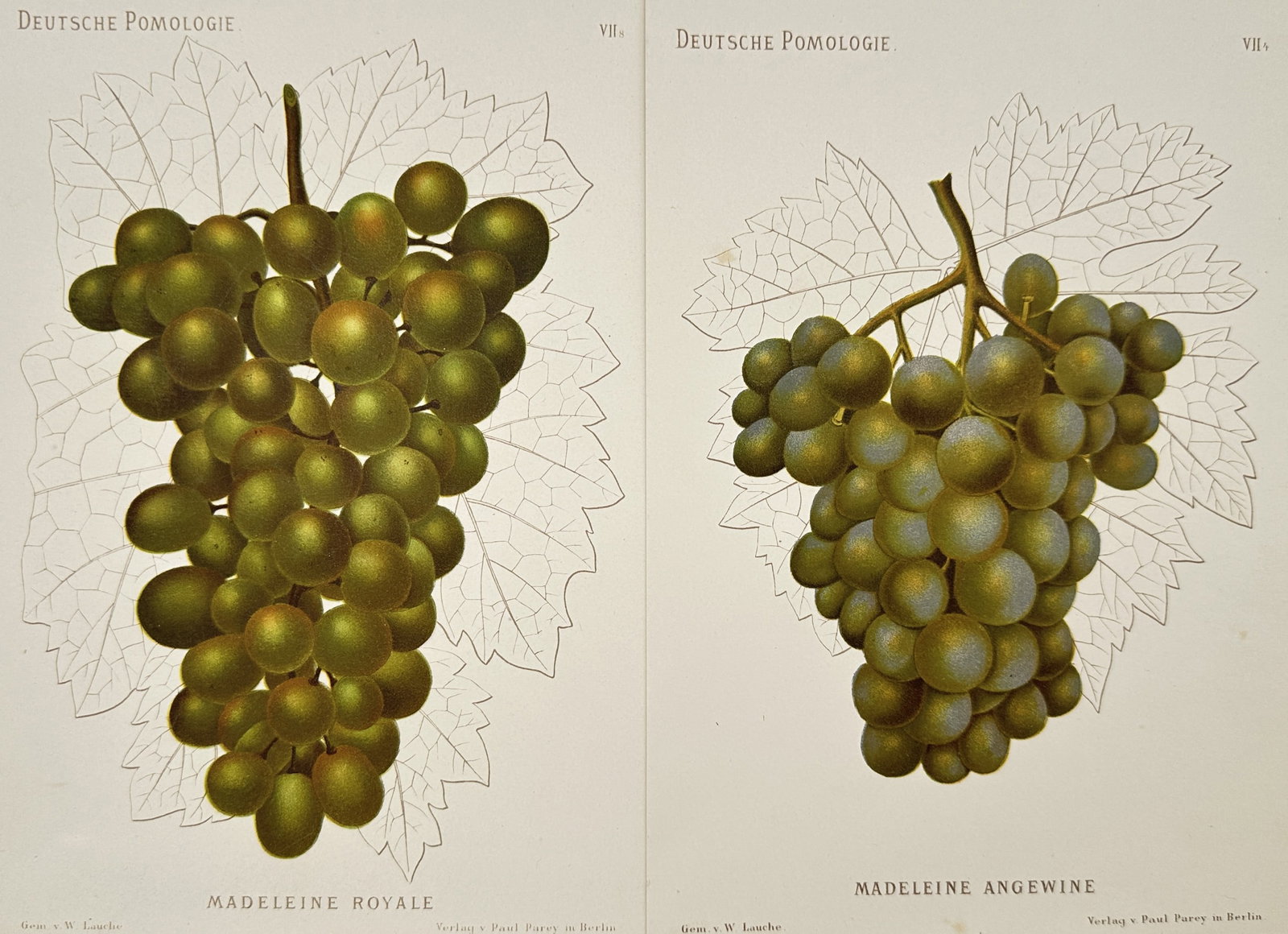 Wilhelm Lauche – Set of 2: Studies of Madeleine Royale and Madeleine Angevine Grapes (1 of 2)