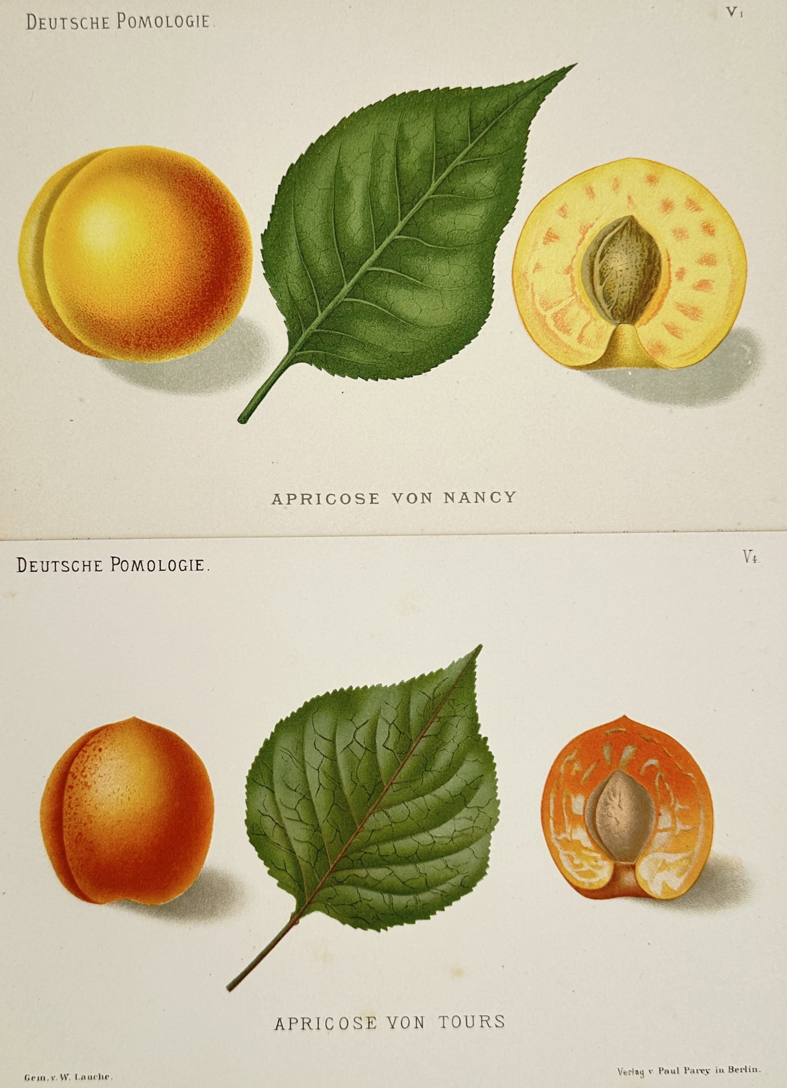 Wilhelm Lauche – Set of 2: Studies of Nancy and Tours Apricots – Chromolithographs (19th: "Studies of Nancy and Tours Apricots" This set of two prints features detailed pomological illustrations depicting Nancy and Tours apricot varieties shown as whole fruits, individual leaves, and cross
