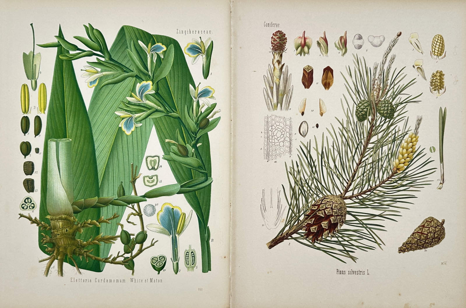 Franz Eugen Köhler – Set of 2: Studies of Cardamom and Scots Pine – Chromolithographs: "Studies of Cardamom and Scots Pine" This set of two prints features detailed medicinal botanical illustrations depicting flowering stalks and root structures of cardamom alongside a pine bough bearin