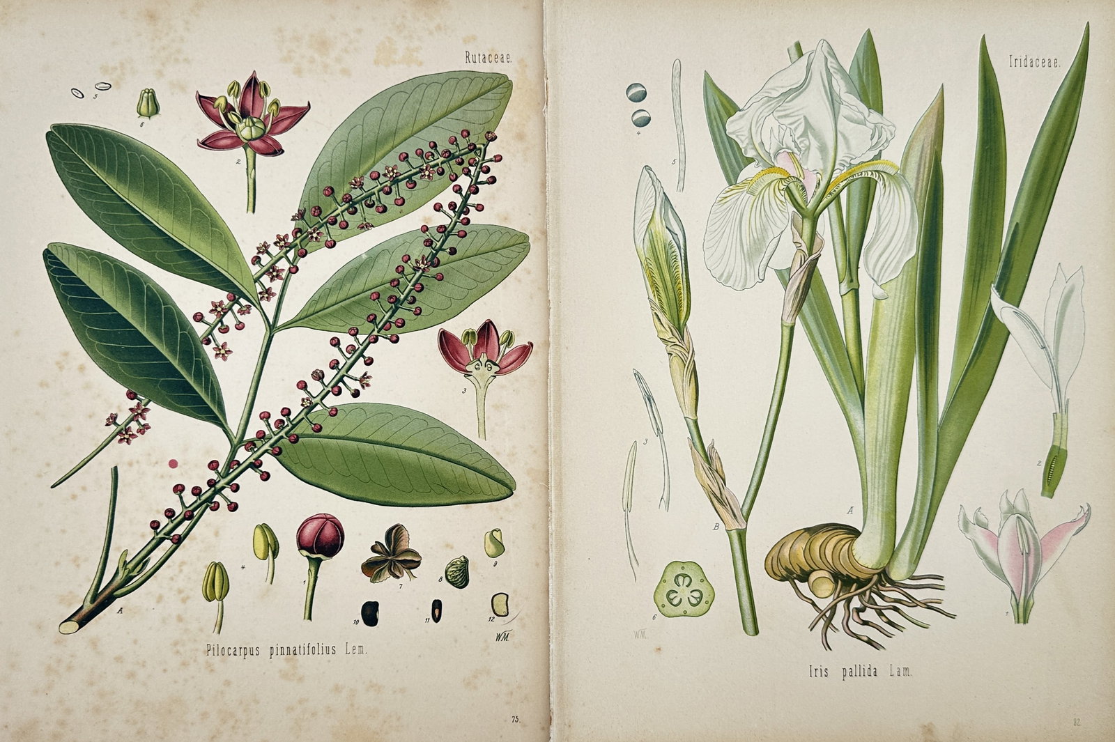 Franz Eugen Köhler – Set of 2: Studies of Jaborandi and Dalmatian Iris – Chromolithographs (1 of 2)