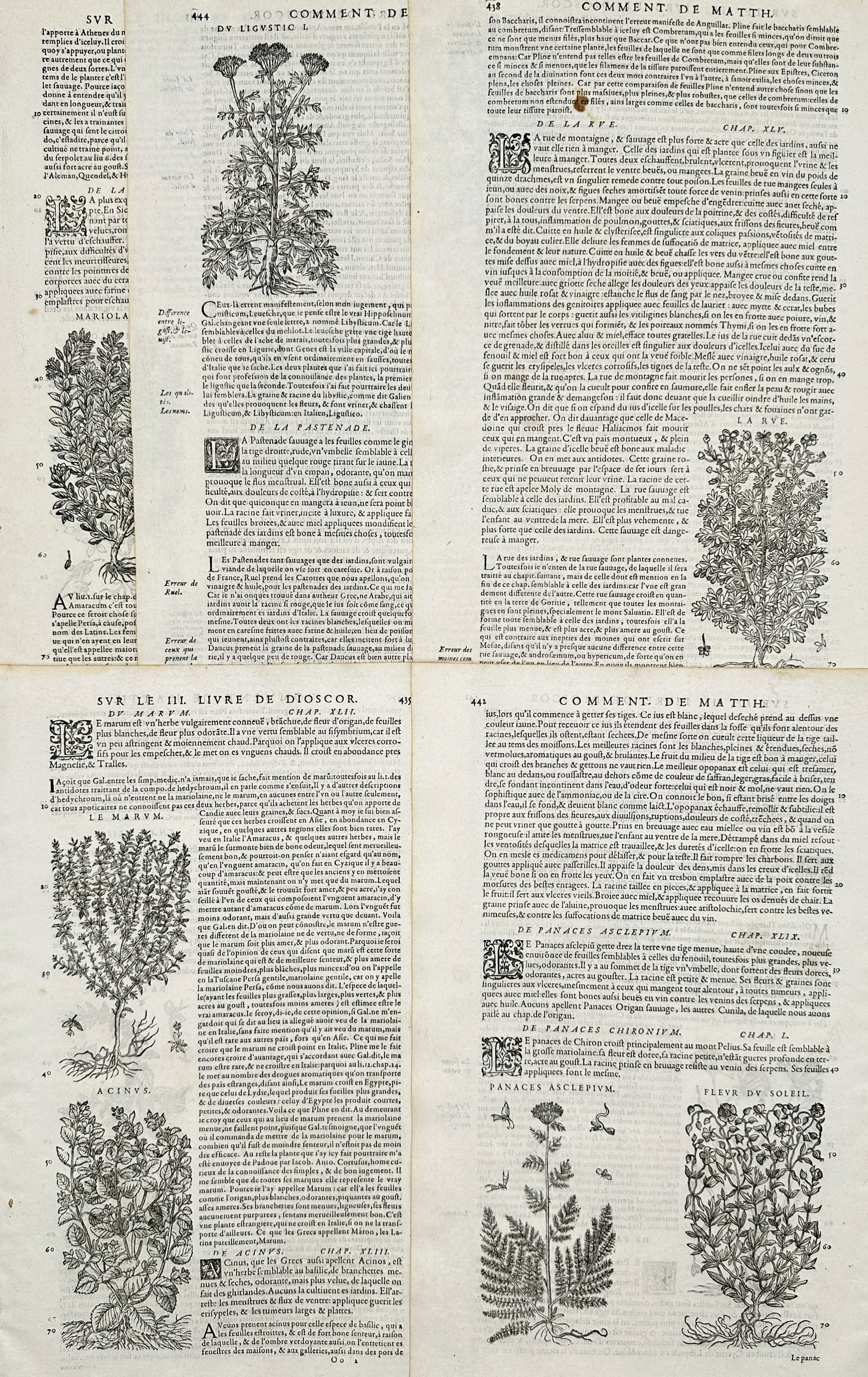 Pietro Andrea Mattioli – Set of 5: Botanical Studies from Commentnaires de Mattioli sur Dioscoride (1 of 2)