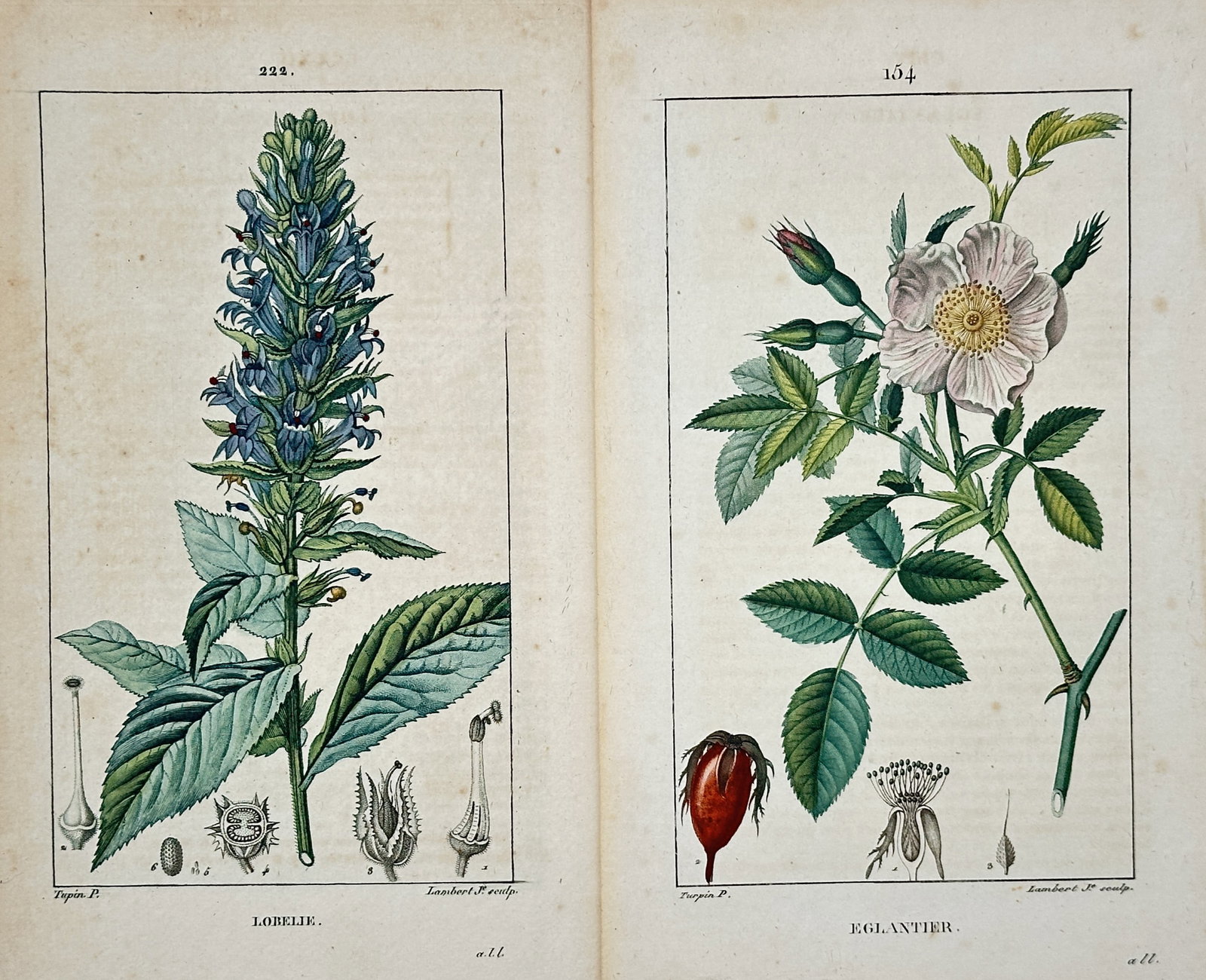Pierre Jean François Turpin – Set of 2: Studies of Lobelia and Sweetbriar – Engravings: "Studies of Lobelia and Sweetbriar" This set of two prints features detailed botanical illustrations depicting a flowering lobelia plant alongside a blooming branch of a sweetbriar rose with its fruit