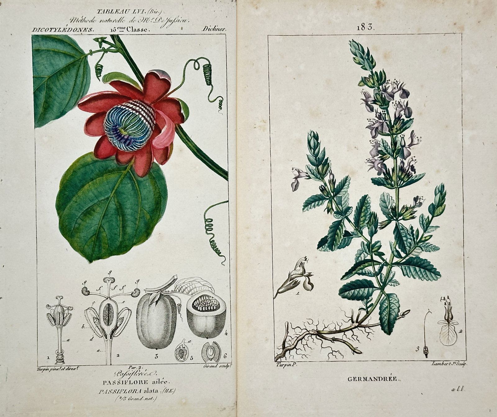 Pierre Jean François Turpin – Set of 2: Studies of Winged-Stem Passion Flower and Germander (1 of 2)