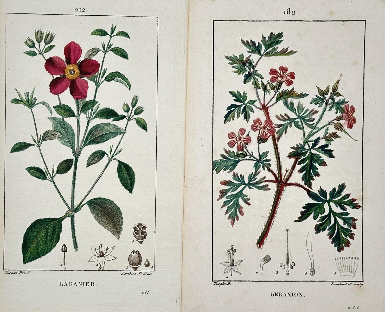 Pierre Jean François Turpin – Set of 2: Studies of Ladanier and Geranion – Engravings (1 of 2)