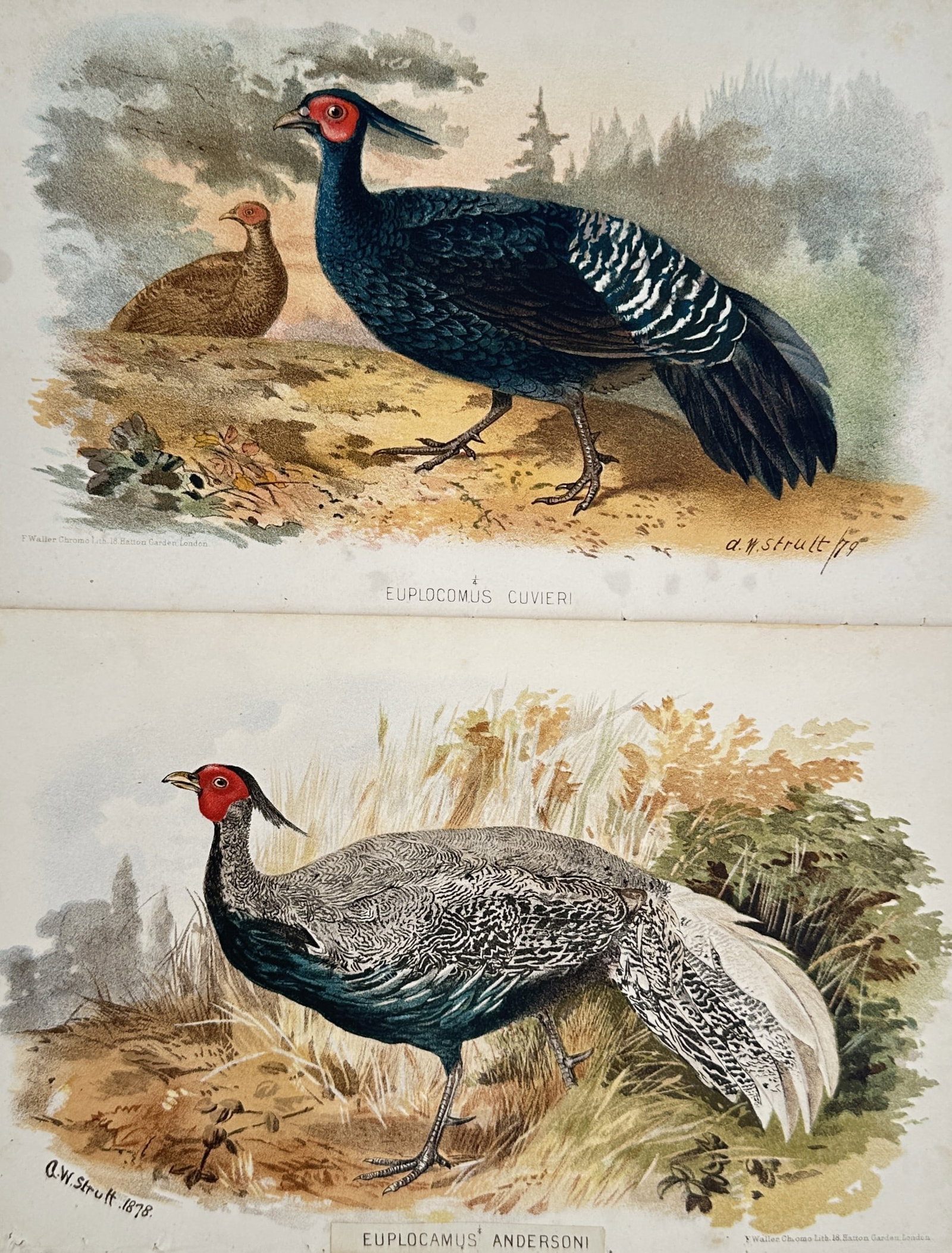 Alfred William Strutt – Set of 2: Studies of Cuvier's and Anderson's Pheasants –: "Studies of Cuvier's and Anderson's Pheasants" This set of two prints features detailed ornithological illustrations depicting distinct pheasant species—Euplocamus cuvieri and Euplocamus andersoni s