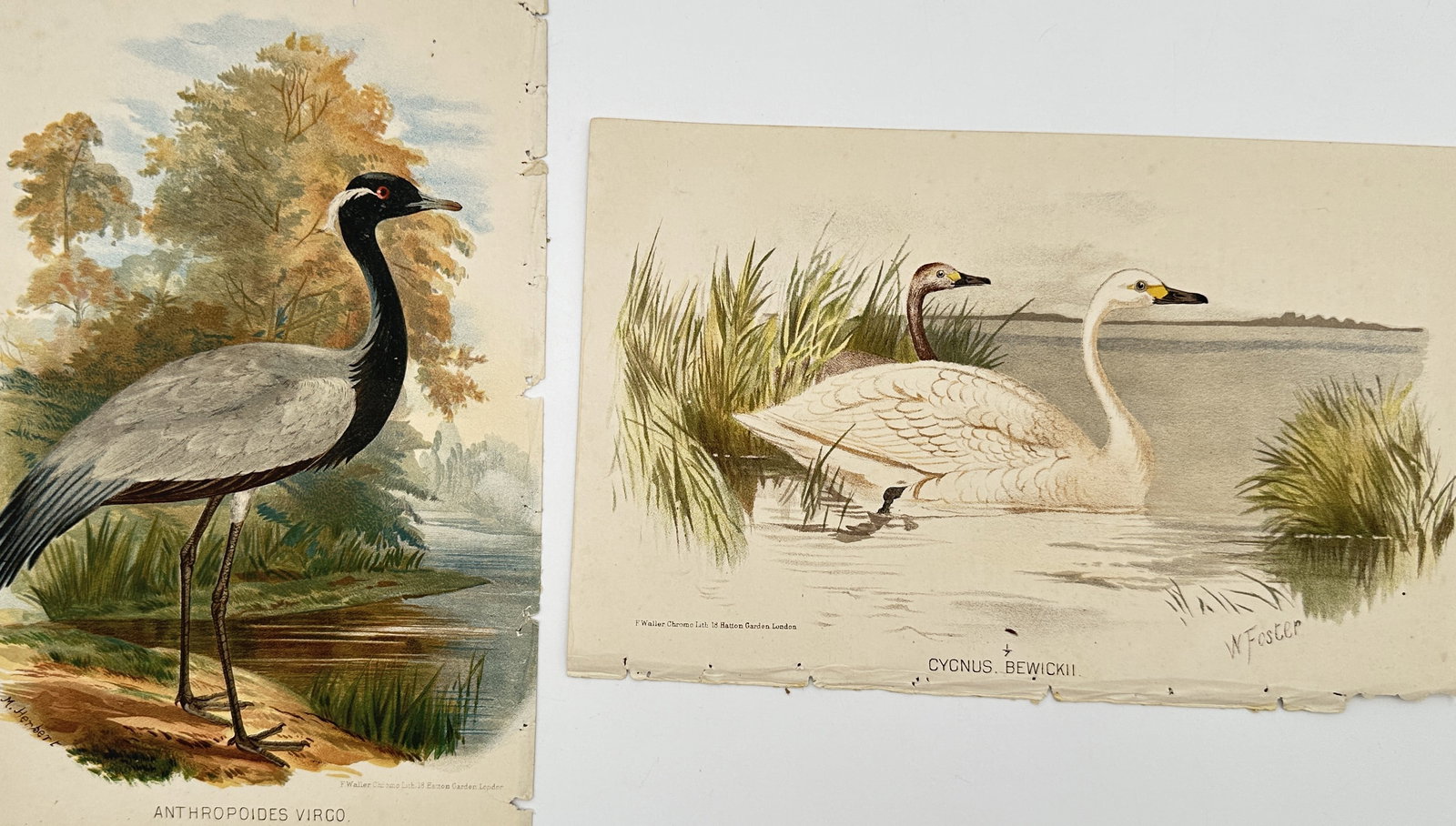 William Foster – Set of 2: Studies of Demoiselle Crane and Bewick's Swan – Chromolithographs (1 of 2)