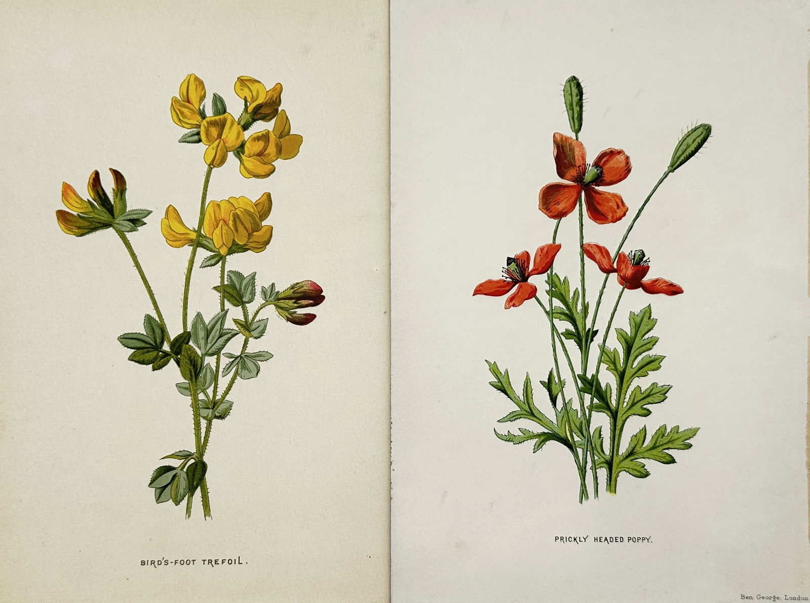 Frederick Edward Hulme – Set of 2: Studies of Birds-Foot Trefoil and Prickly Headed Poppy (1 of 2)