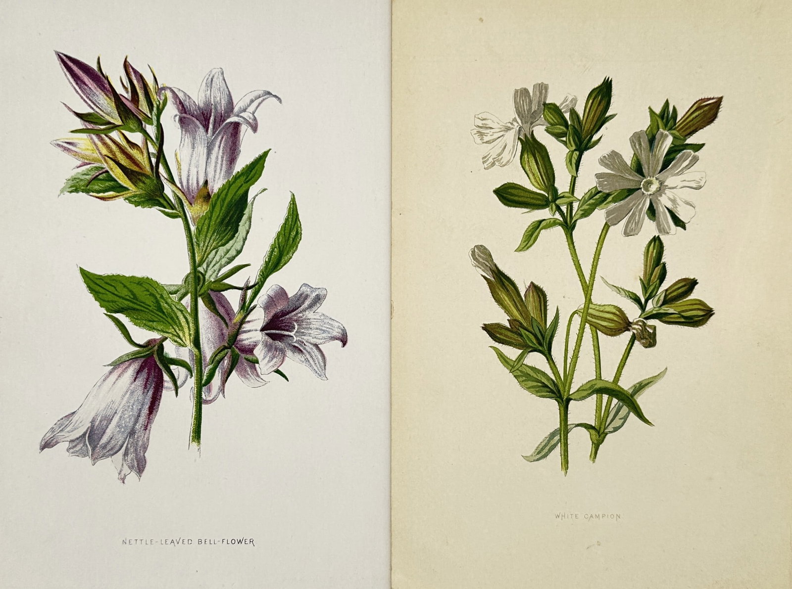 Frederick Edward Hulme – Set of 2: Studies of Nettle-Leaved Bell-Flower and White Campion (1 of 2)