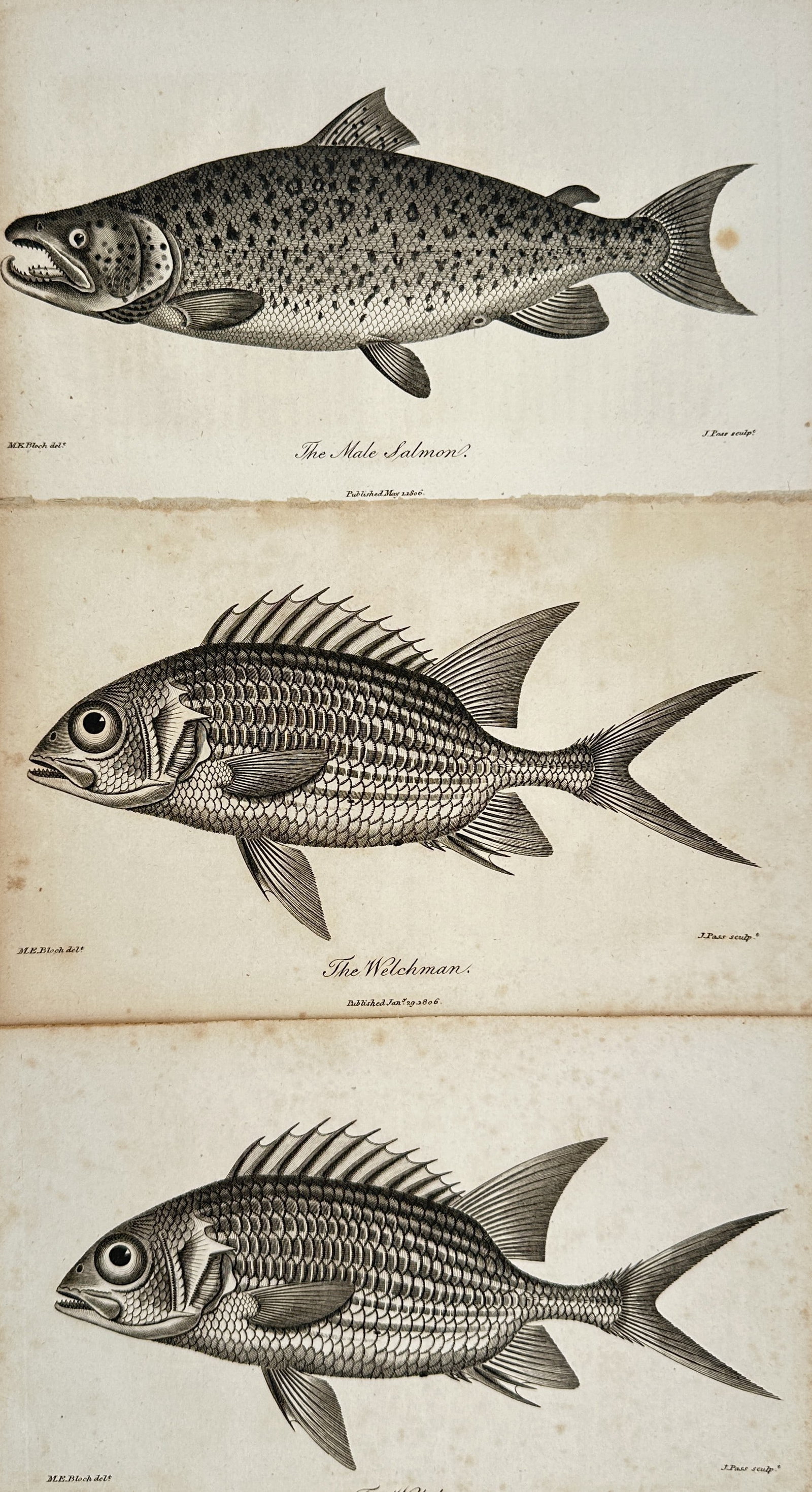 Marcus Elieser Bloch – Set of 3: Studies of the Male Salmon and the Welchman – Engravings: "Studies of the Male Salmon and the Welchman" This set of three prints features detailed ichthyological illustrations depicting a spotted male salmon alongside two identical plates showcasing the scal