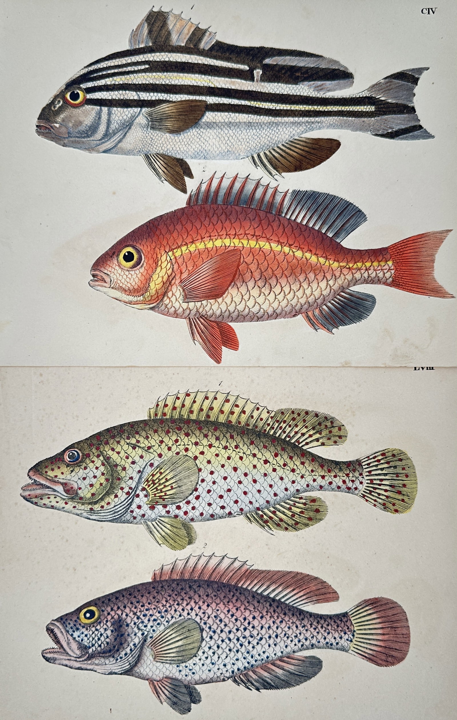 Friedrich Johann Justin Bertuch – Set of 2: Studies of Exotic Fish – Engravings (18th–19th (1 of 2)