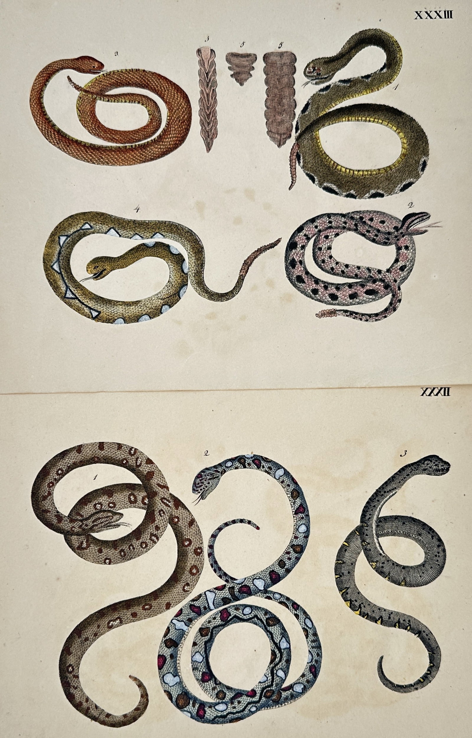Friedrich Johann Justin Bertuch – Set 2: Studies of Snakes and Reptiles – Engravings (1 of 2)
