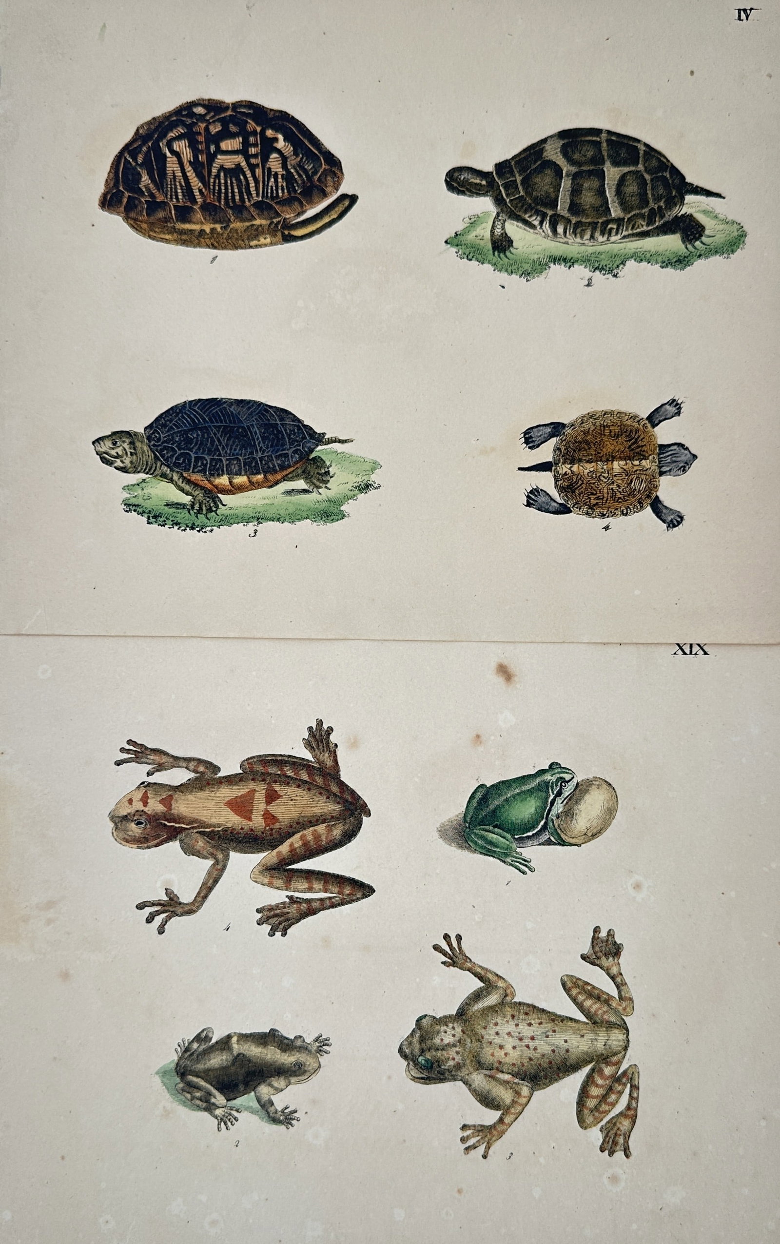 Friedrich Johann Justin Bertuch – Set 2: Studies of Turtles and Amphibians – Engravings (1 of 2)