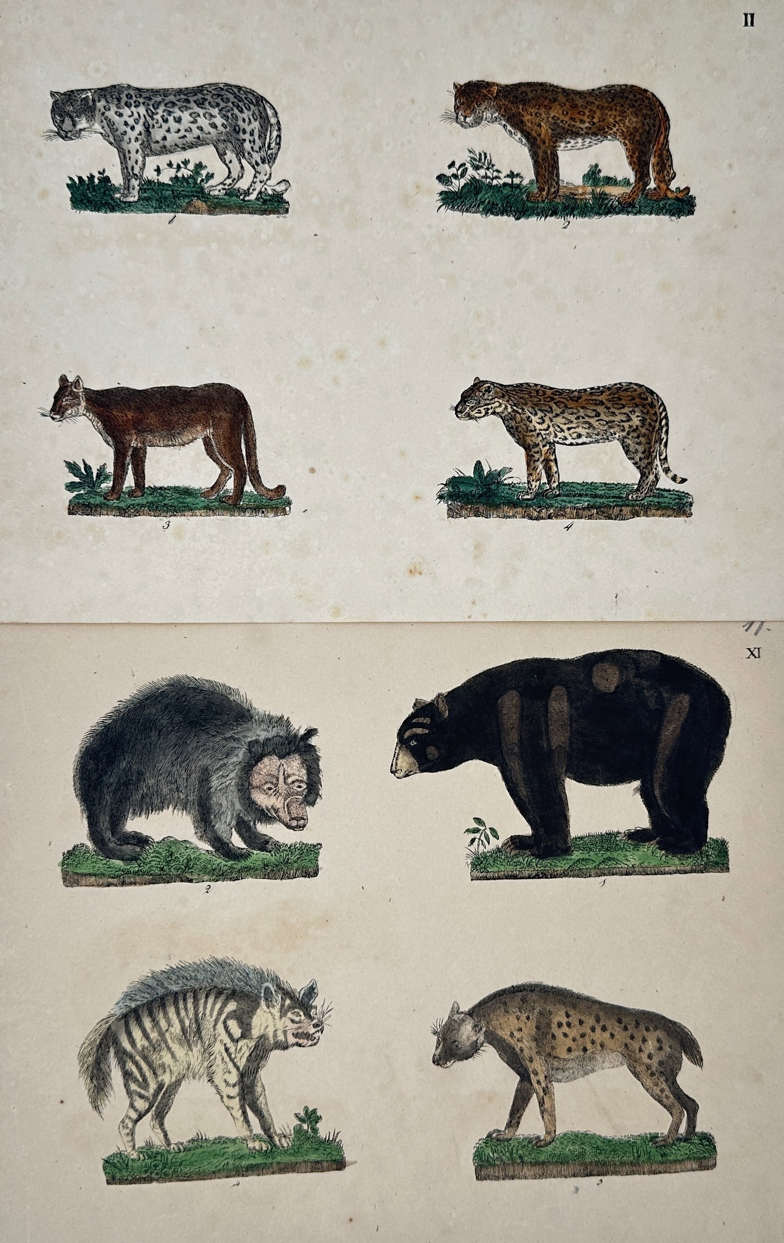 Friedrich Johann Justin Bertuch – Set of 2: Studies of Wild Cats, Bears, and Hyenas – Engravings: "Studies of Wild Cats, Bears, and Hyenas" This set of two prints features detailed zoological illustrations showcasing various species of large predatory mammals including spotted wild cats, a sloth b