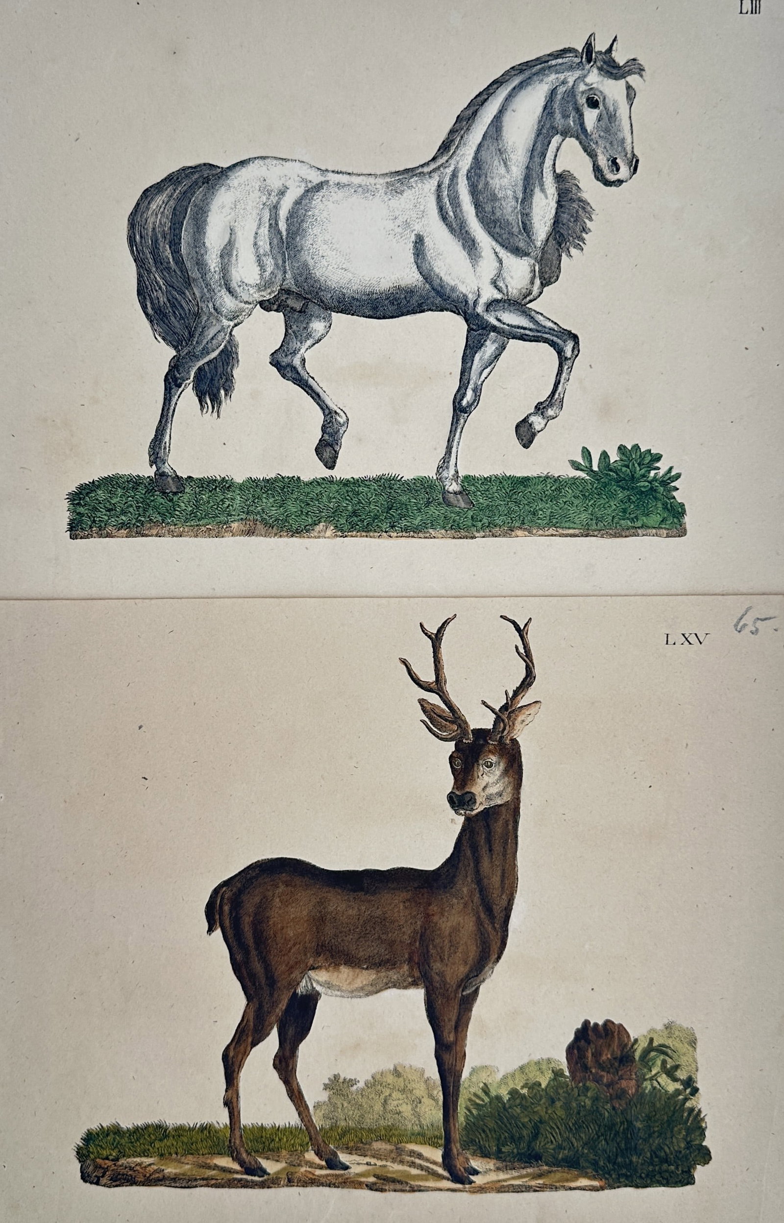 Friedrich Johann Justin Bertuch – Set of 2: Studies of Horses and Deer – Engravings: "Studies of Horses and Deer" This set of two prints features detailed zoological illustrations showcasing a horse with a raised leg on a grassy mound and a horned deer standing in a clearing with vege