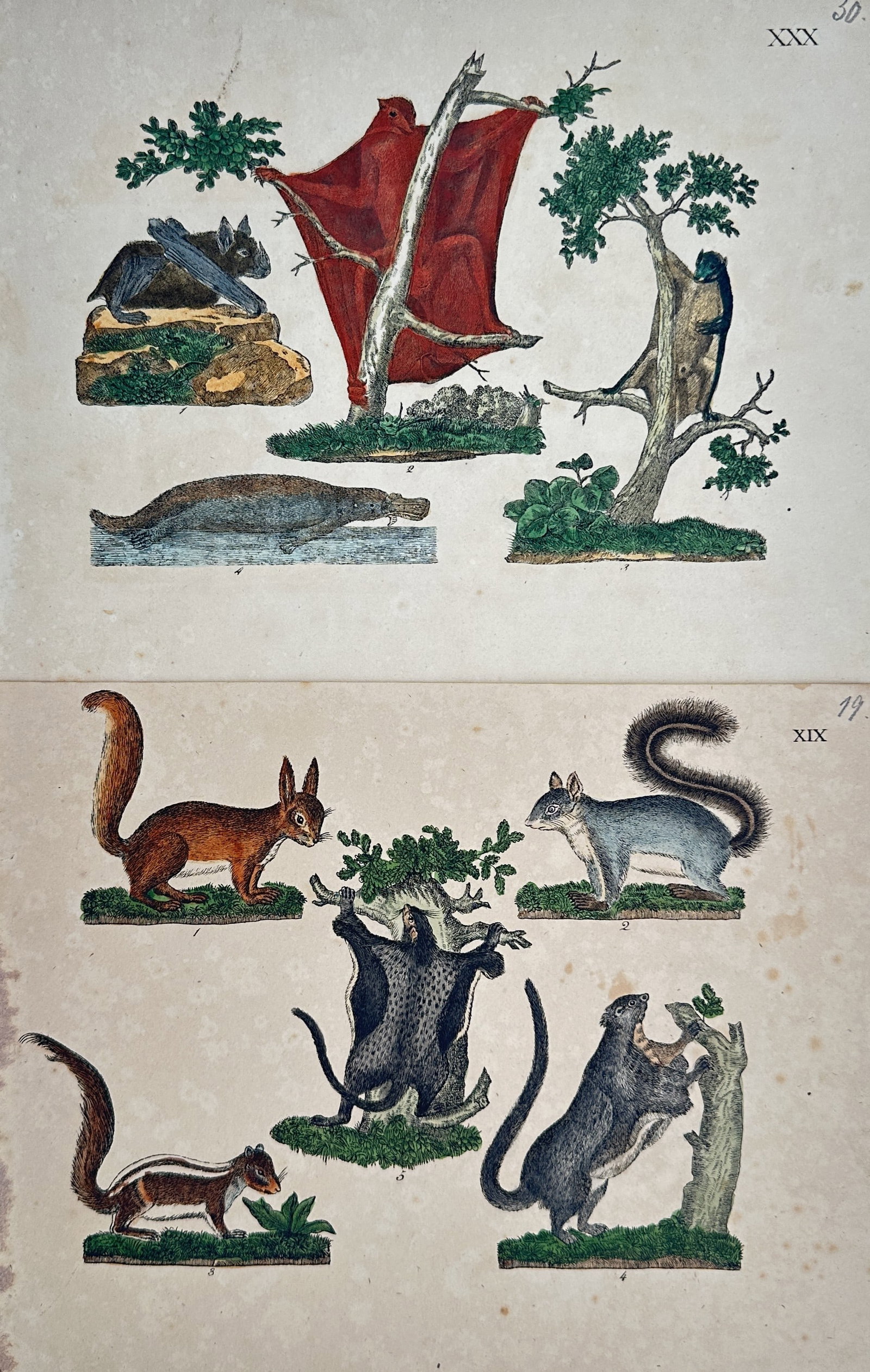 Friedrich Johann Justin Bertuch – Set 2: Studies of Squirrels and Flying Mammals – Engravings (1 of 2)