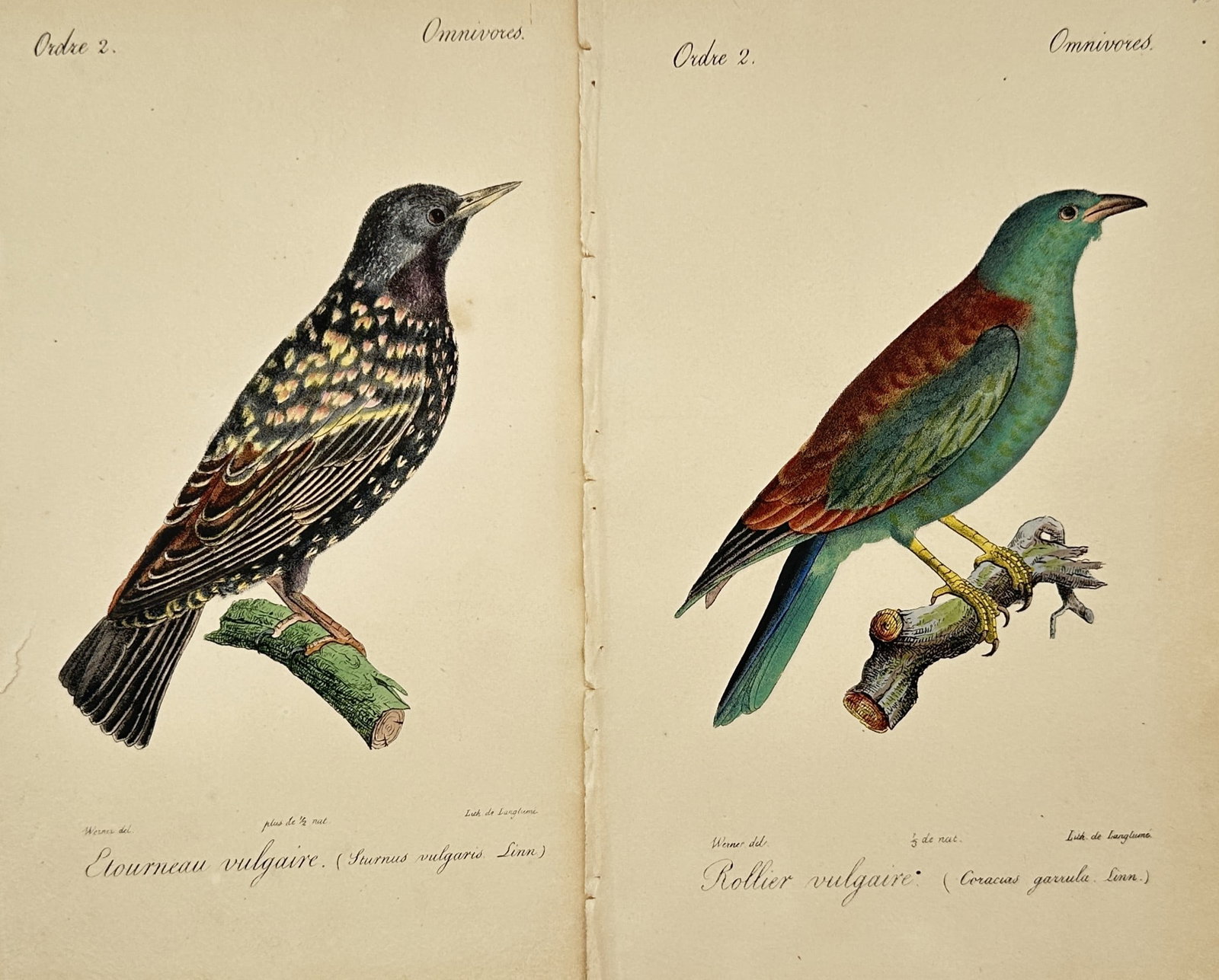 Jacques Christophe Werner – Set of 2: Studies of a Common Starling and a European Roller (1 of 2)