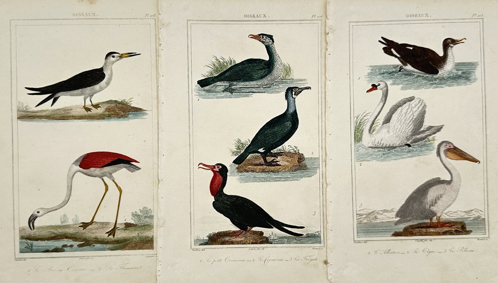 Georges-Louis Leclerc de Buffon – Set of 3: Studies of Waterfowl and Seabirds – Engravings (1 of 2)