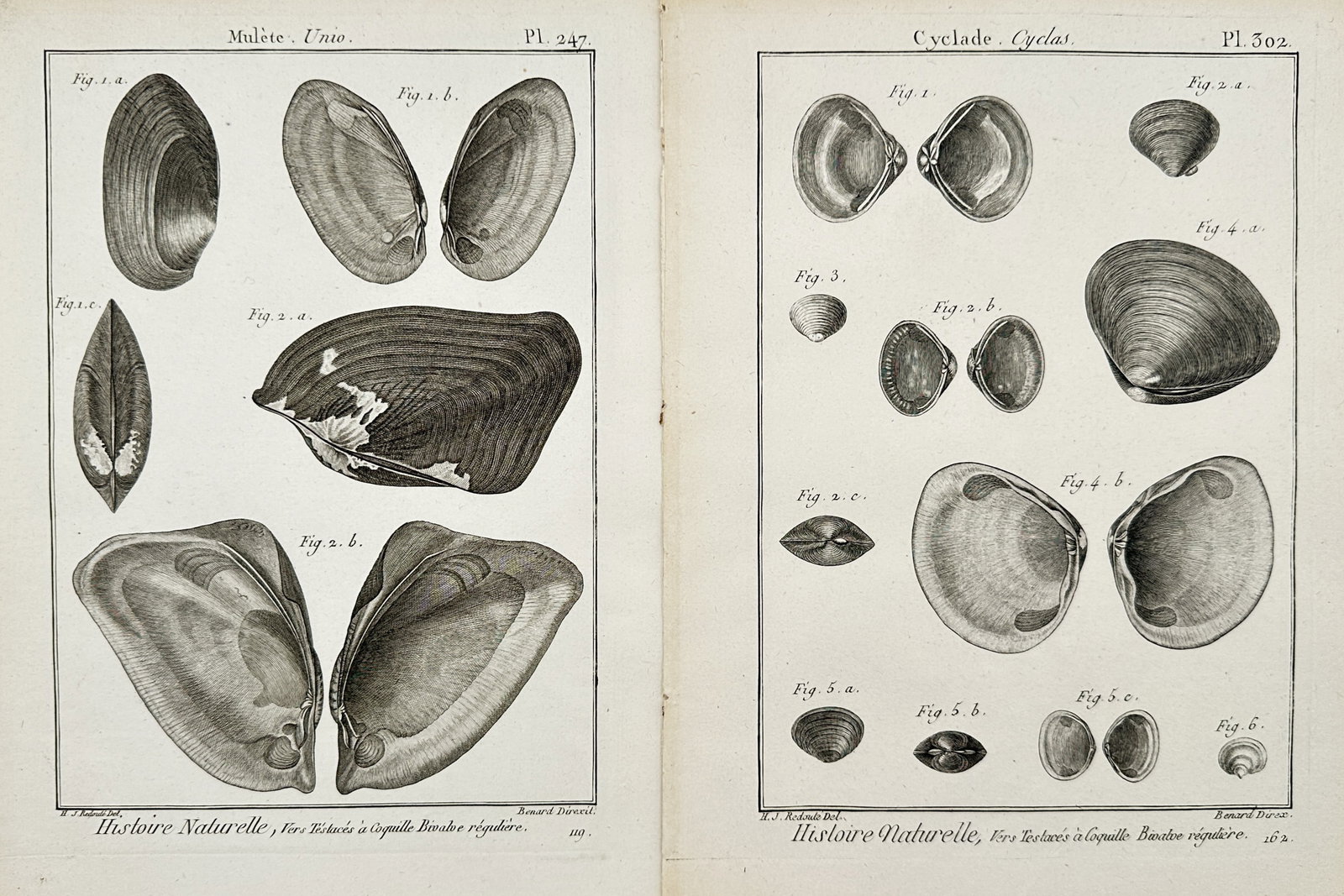 Henri-Joseph Redouté – Set of 2: Studies of Bivalve Shells and Marine Mollusks – Engravings (1 of 2)