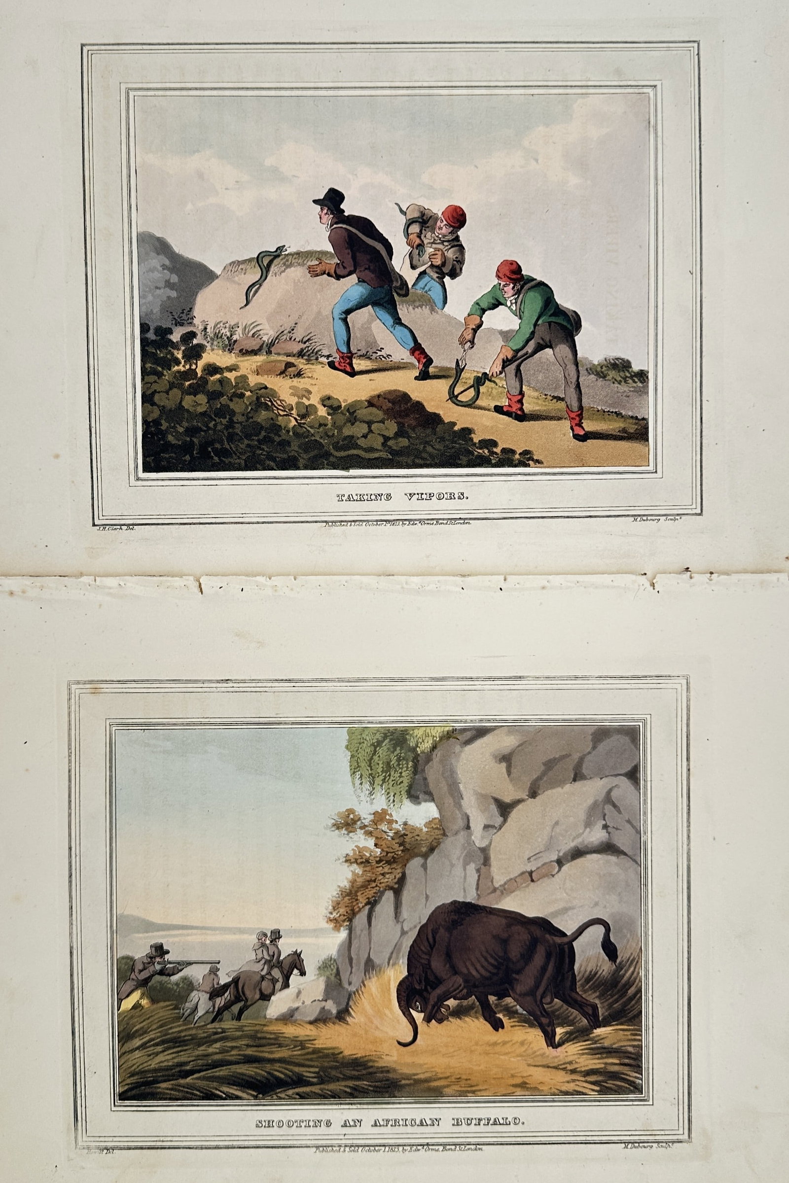 John Heaviside Clark – Set of 2: Studies of Horned Vipers and African Buffalo Hunting – (1 of 2)
