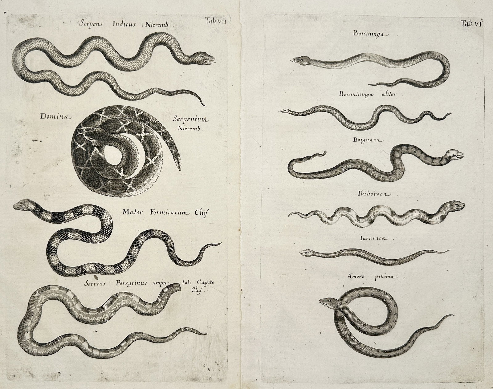Joannes Jonstonus – Set of 2: Studies of Exotic and South American Snakes – Engravings (1657): "Natural History of Serpents." This work features zoological illustrations showcasing detailed anatomical depictions of various exotic and South American snake species, including curled and undulating