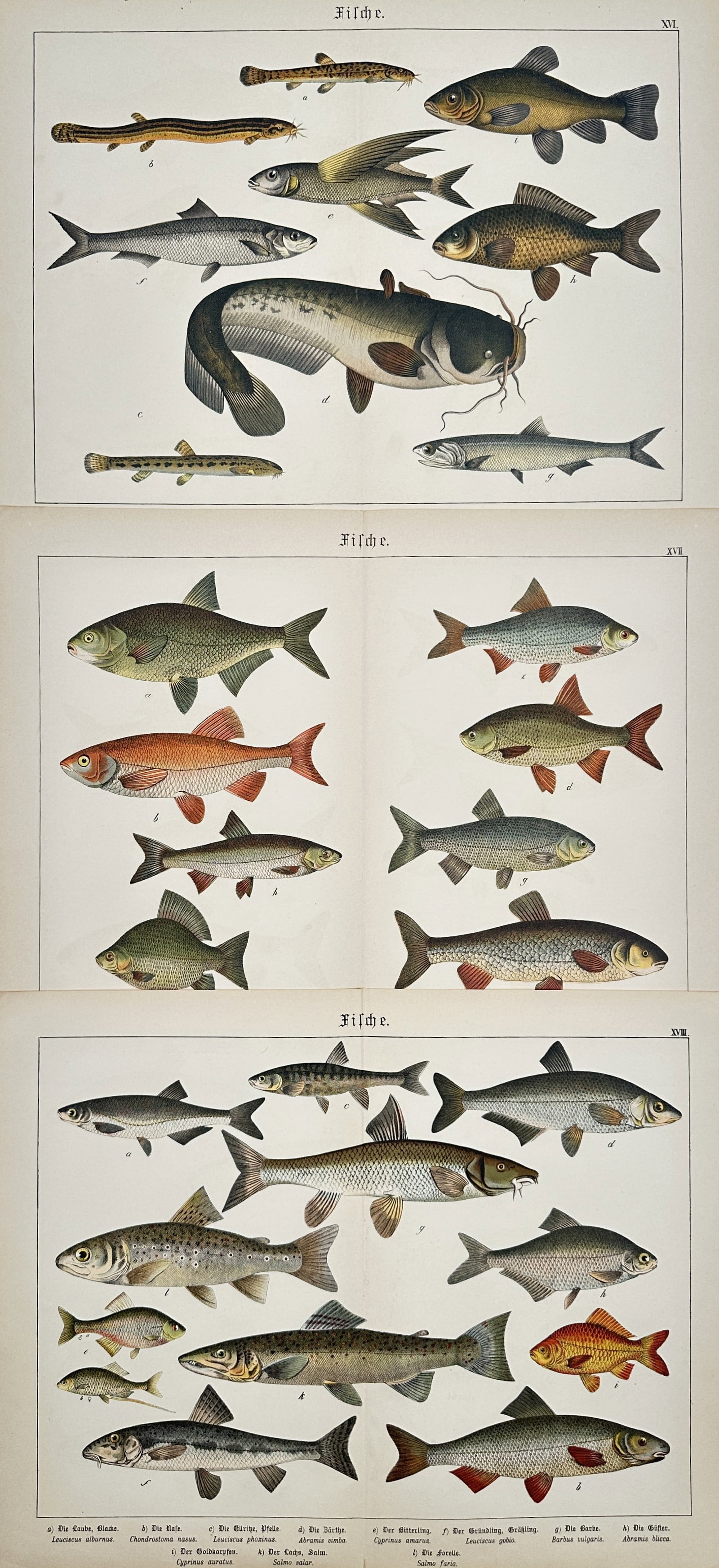 Gotthilf Heinrich von Schubert – Set of 3: Studies of Various Fish Species – Lithographs (1 of 2)