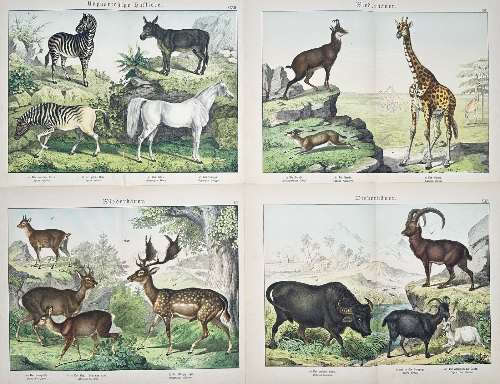 Gotthilf Heinrich von Schubert – Set of 4: Studies of Hoofed Animals and Ruminants – Lithographs (1 of 2)