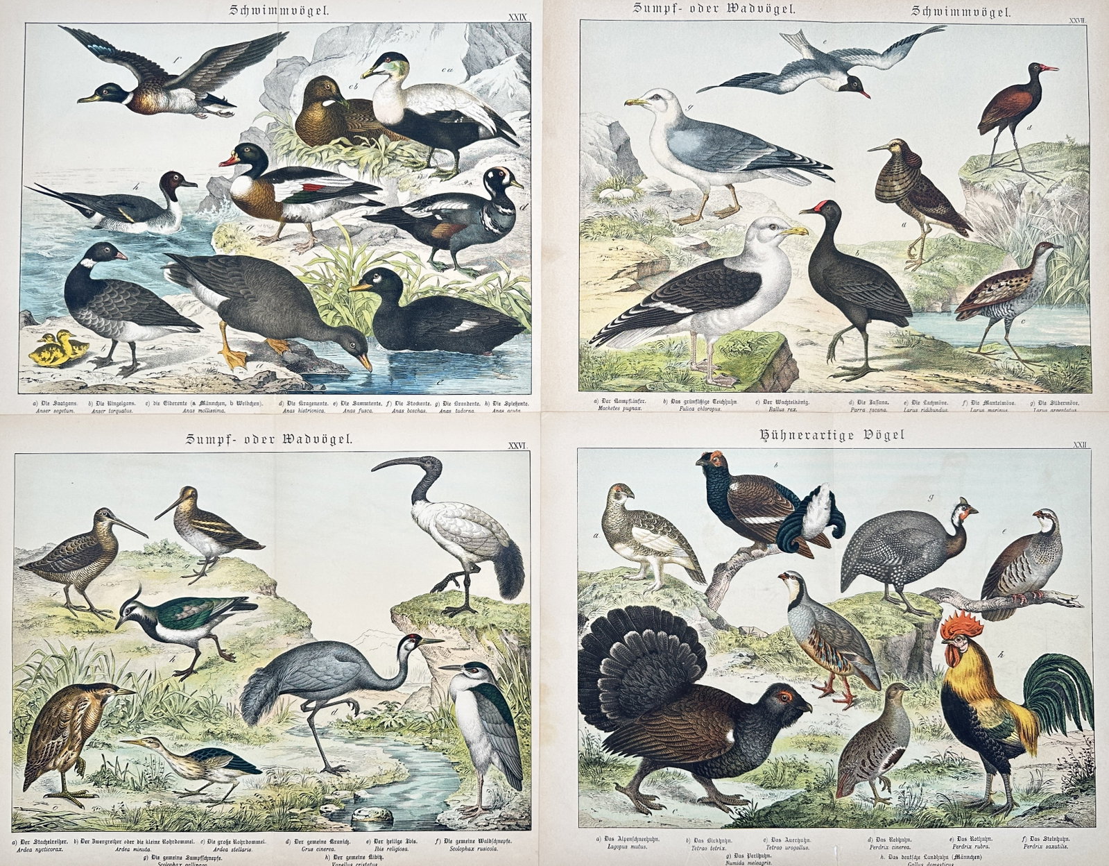 Gotthilf Heinrich von Schubert – Set of 4: Studies of Various Bird Species, Waterfowl – (1 of 2)