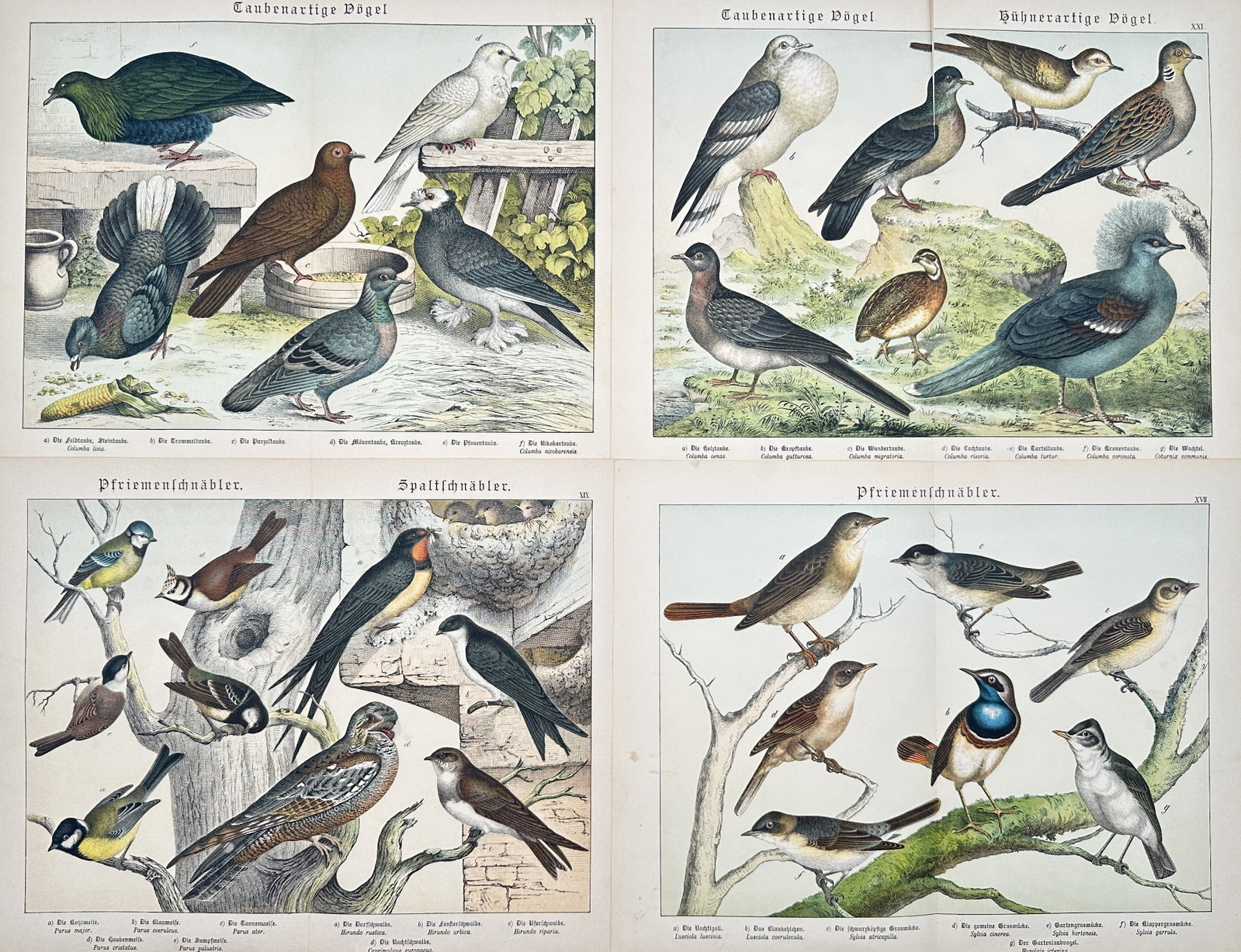 Gotthilf Heinrich von Schubert – Set of 4: Studies of Doves, Pigeons, and Songbirds –: "Studies of Doves, Pigeons, and Songbirds." This work features detailed zoological illustrations showcasing a wide variety of avian species, including pigeons, doves, swallows, tits, and various songb