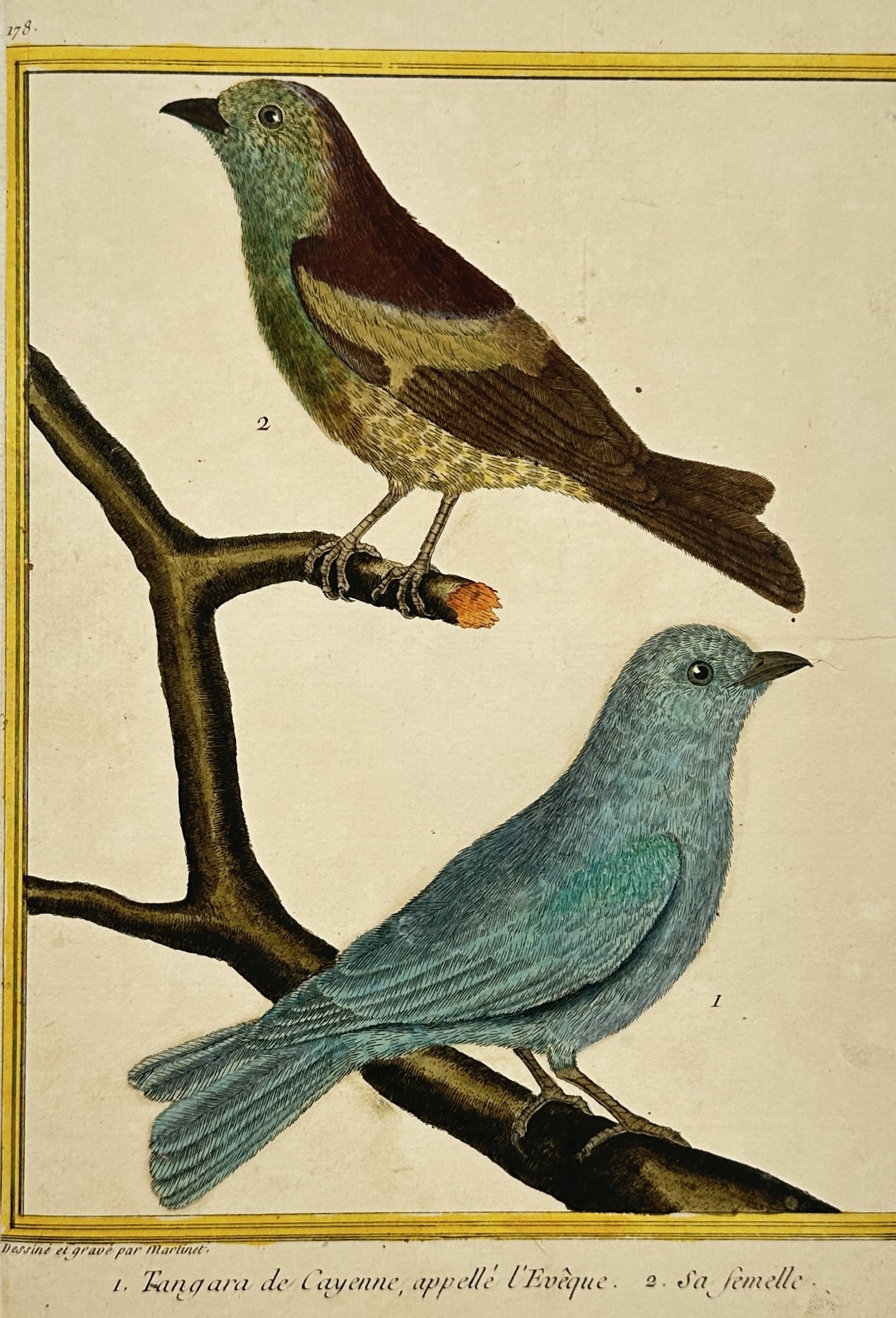 François-Nicolas Martinet – Studies of the Cayenne Tanager – Engraving (18th Century) (1 of 3)