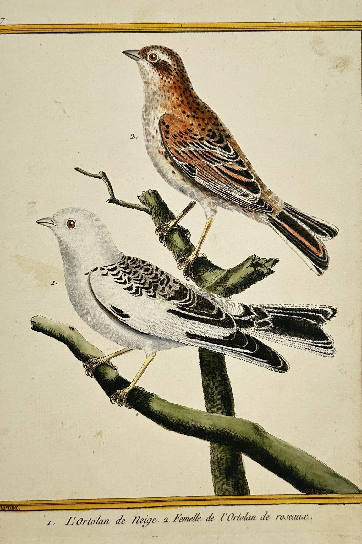 Francois Nicolas Martinet – Studies of the Snow Bunting and Reed Bunting – Engraving (1 of 2)