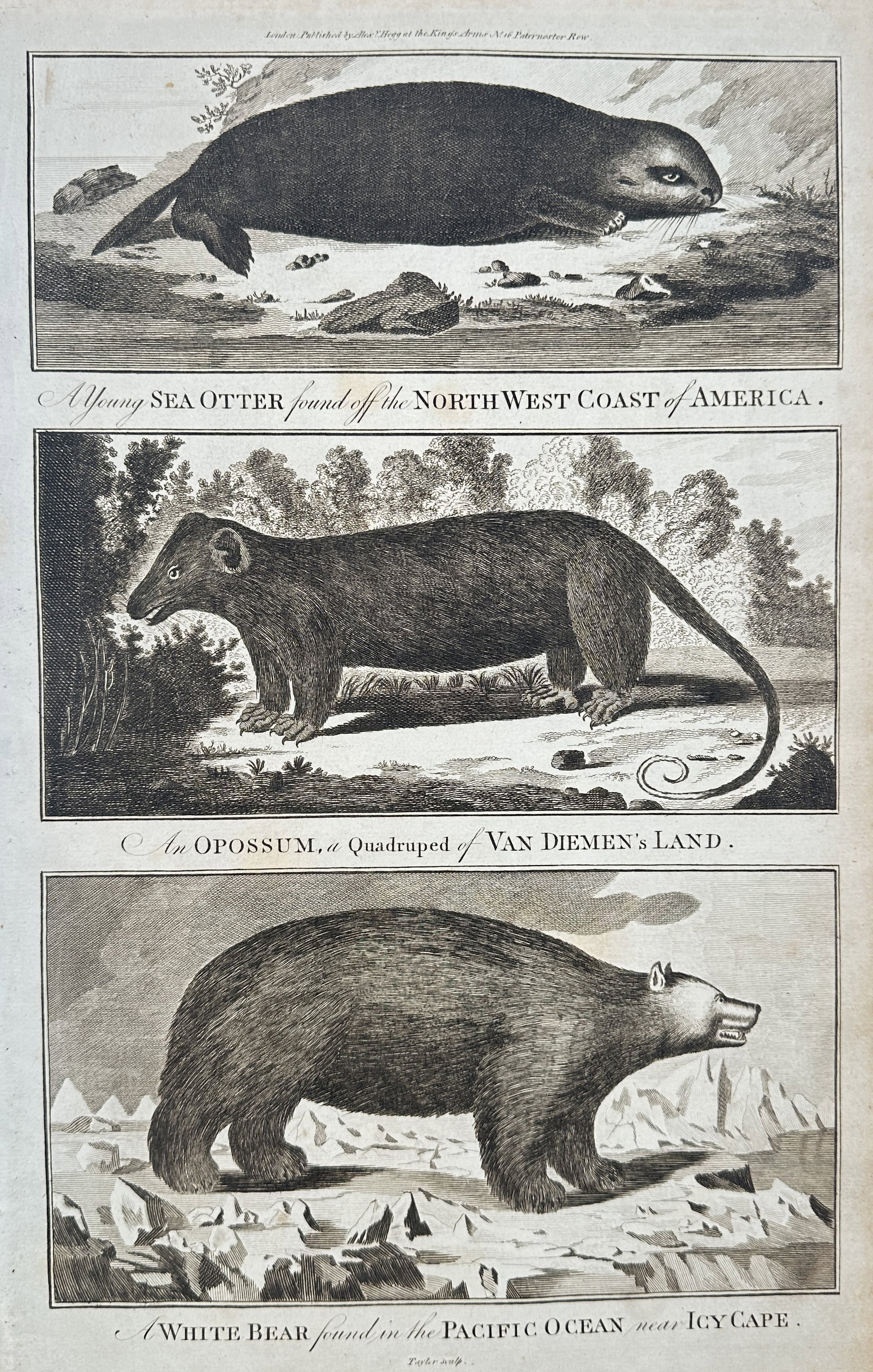 Alex Hogg – Studies of a Sea Otter, Opossum, and White Bear – Engraving (18th Century) (1 of 2)