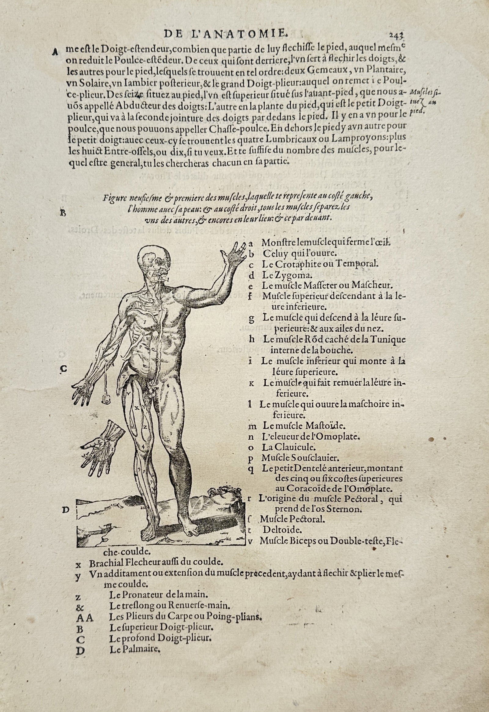 Ambroise Paré – Anatomical Study of Human Musculature – Woodcut (16th Century): "De l'Anatomie" This anatomical print displays an écorché figure illustrating the human muscular system with one arm raised alongside a detached study of a hand. The medical text features a comprehe