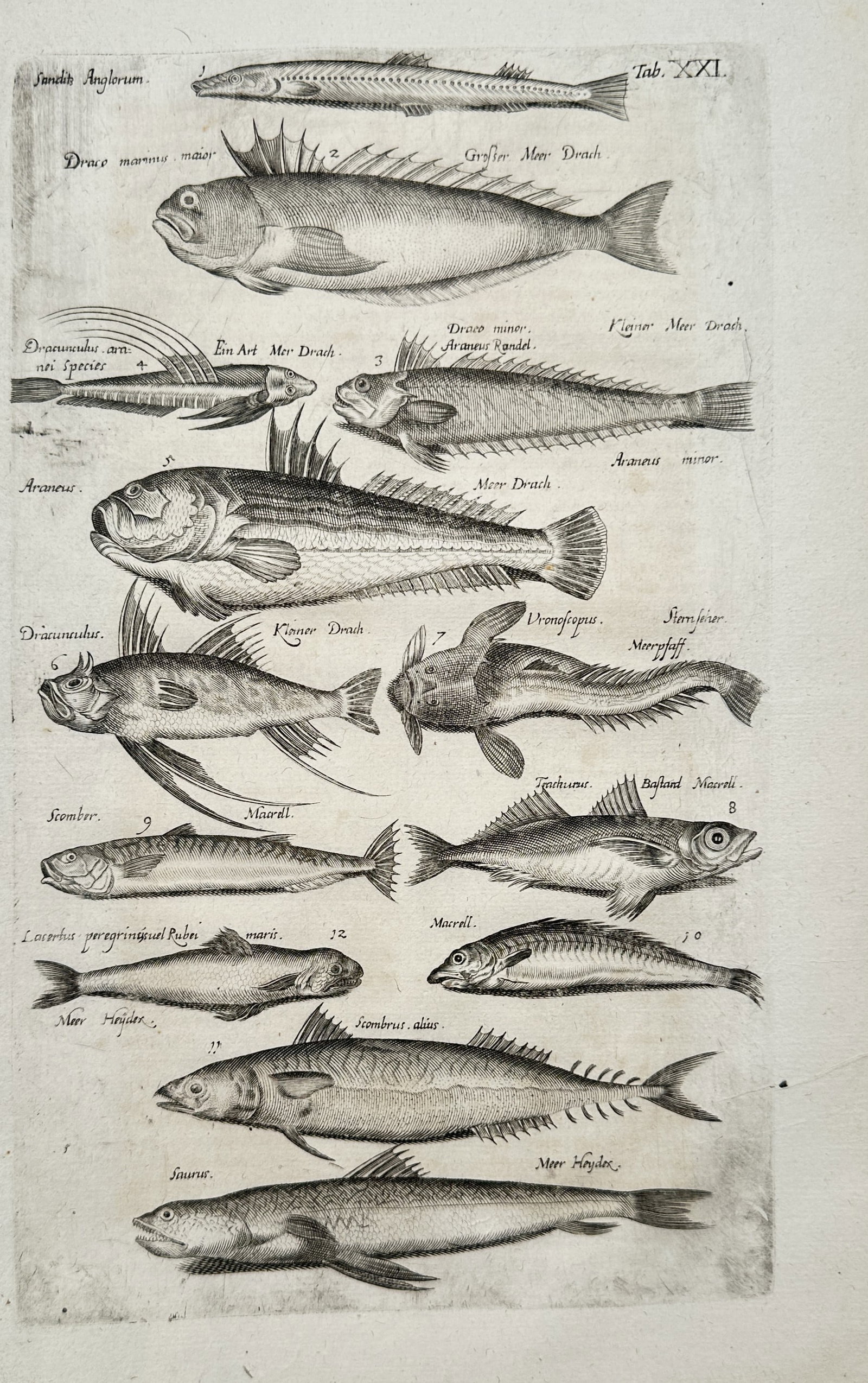 John Jonston – Zoological Studies of Various Fish Species – Engraving (17th Century): "Zoological Studies of Fish" This ichthyological print presents detailed comparative studies of multiple fish species, showcasing their distinctive fins, scales, and anatomical variations. The natural