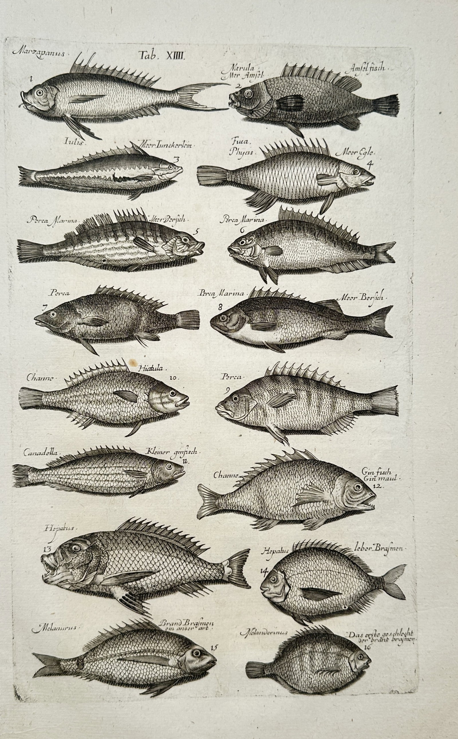 John Jonston – Comparative Studies of Aquatic Fish – Engraving (17th Century): "Comparative Studies of Aquatic Fish" This ichthyological print displays detailed comparative illustrations of diverse fish species to highlight their varied dorsal fins, scales, and body shapes. The 