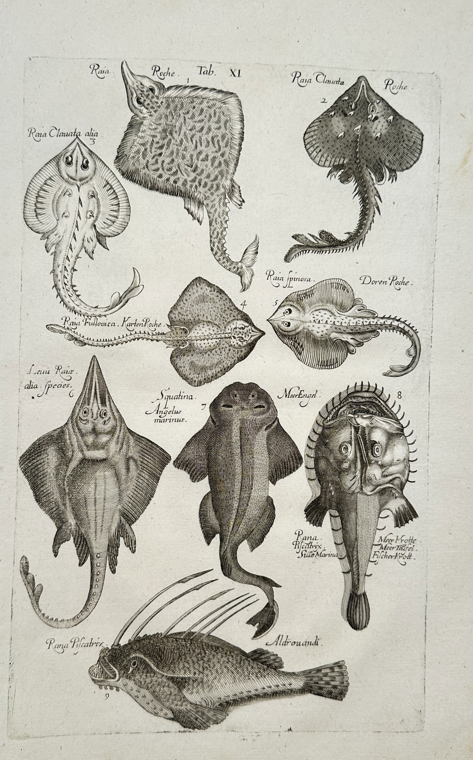 John Jonston – Comparative Studies of Skates and Rays – Engraving (17th Century) (1 of 2)