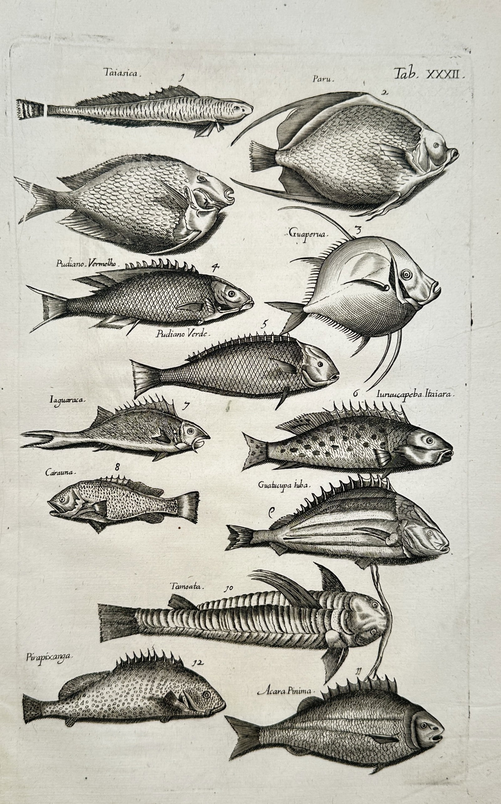 John Jonston – Comparative Studies of Exotic Fish Species – Engraving (17th Century): "Comparative Studies of Exotic Fish" This ichthyological print displays detailed comparative illustrations of various tropical and exotic fish species to highlight their diverse body structures, scale