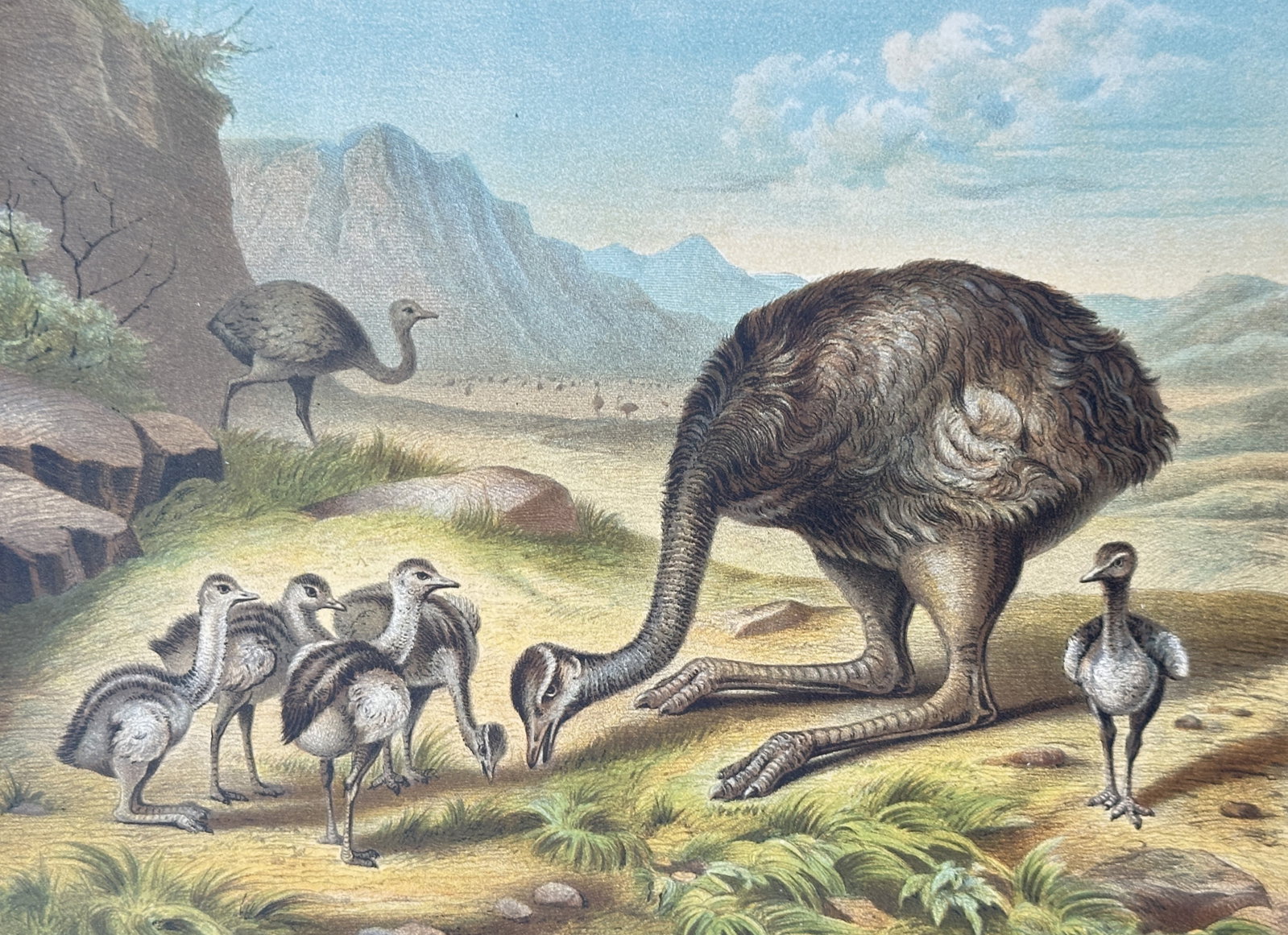 Alfred Edmund Brehm – Zoological Study of Rheas – Chromolithograph (19th Century) (1 of 2)
