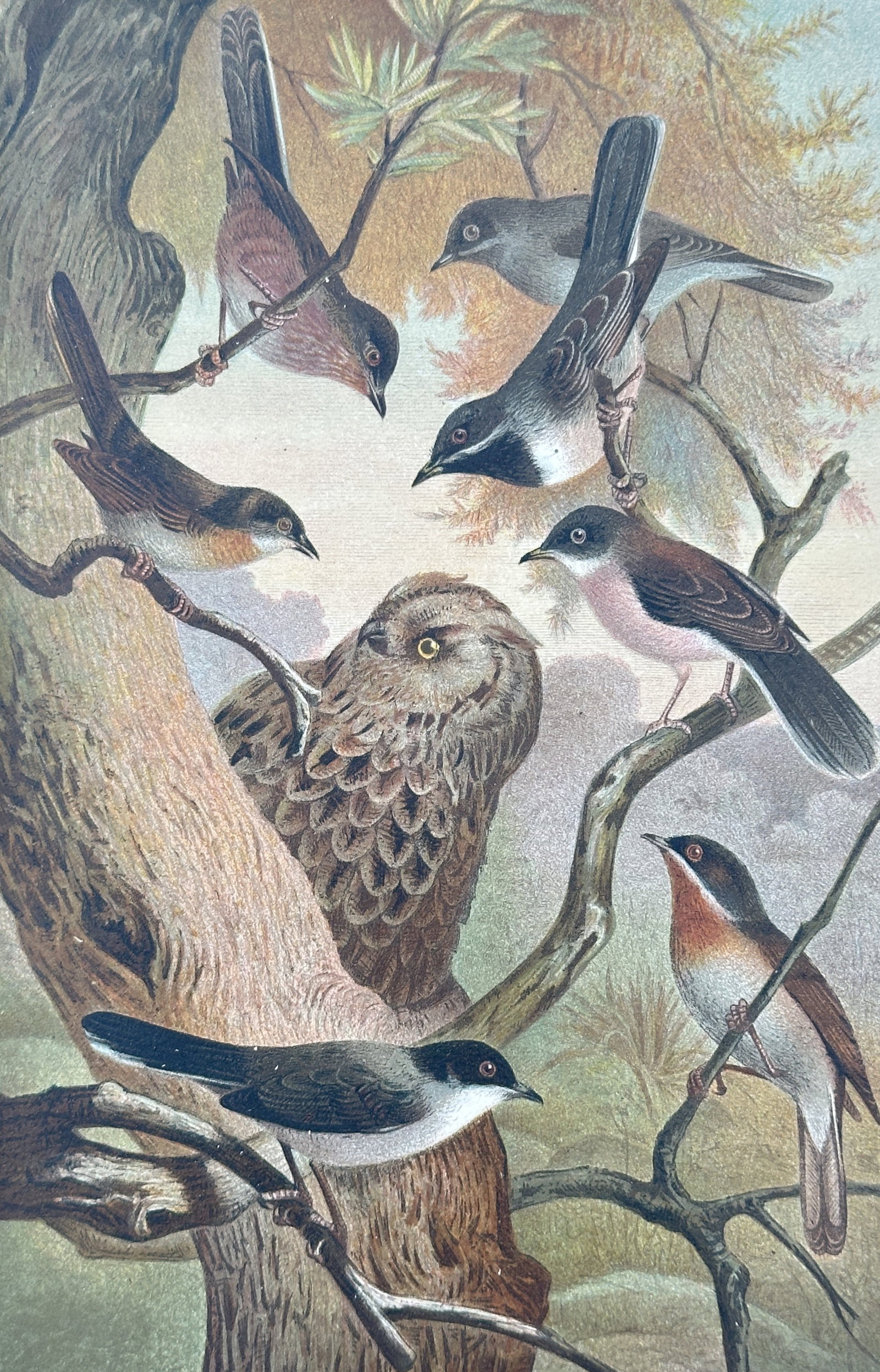 Alfred Edmund Brehm – Comparative Studies of Southern European Warblers – Chromolithograph (1 of 3)