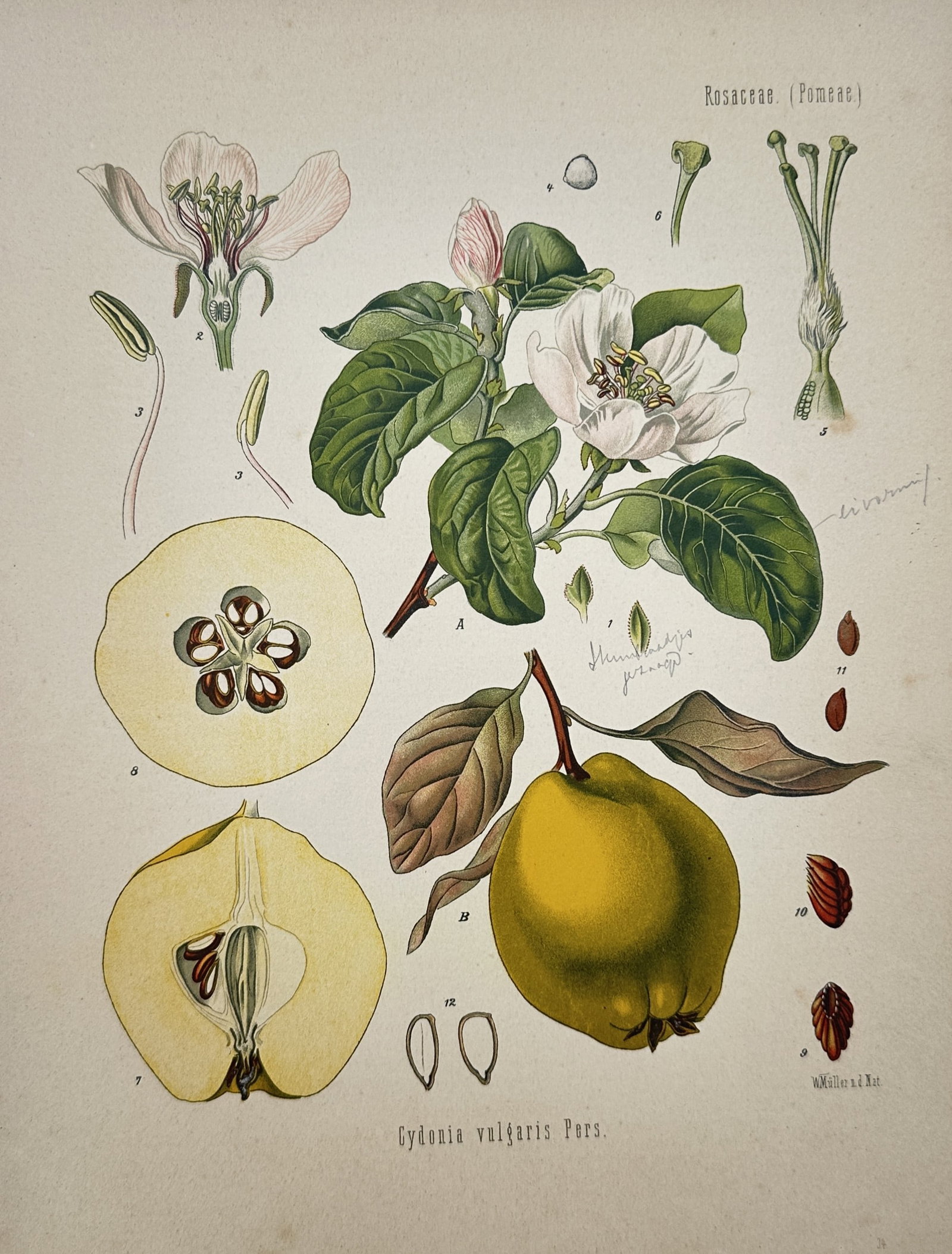 Hermann Adolph Köhler – Botanical Study of a Quince (Cydonia vulgaris) – Lithograph (19th (1 of 2)